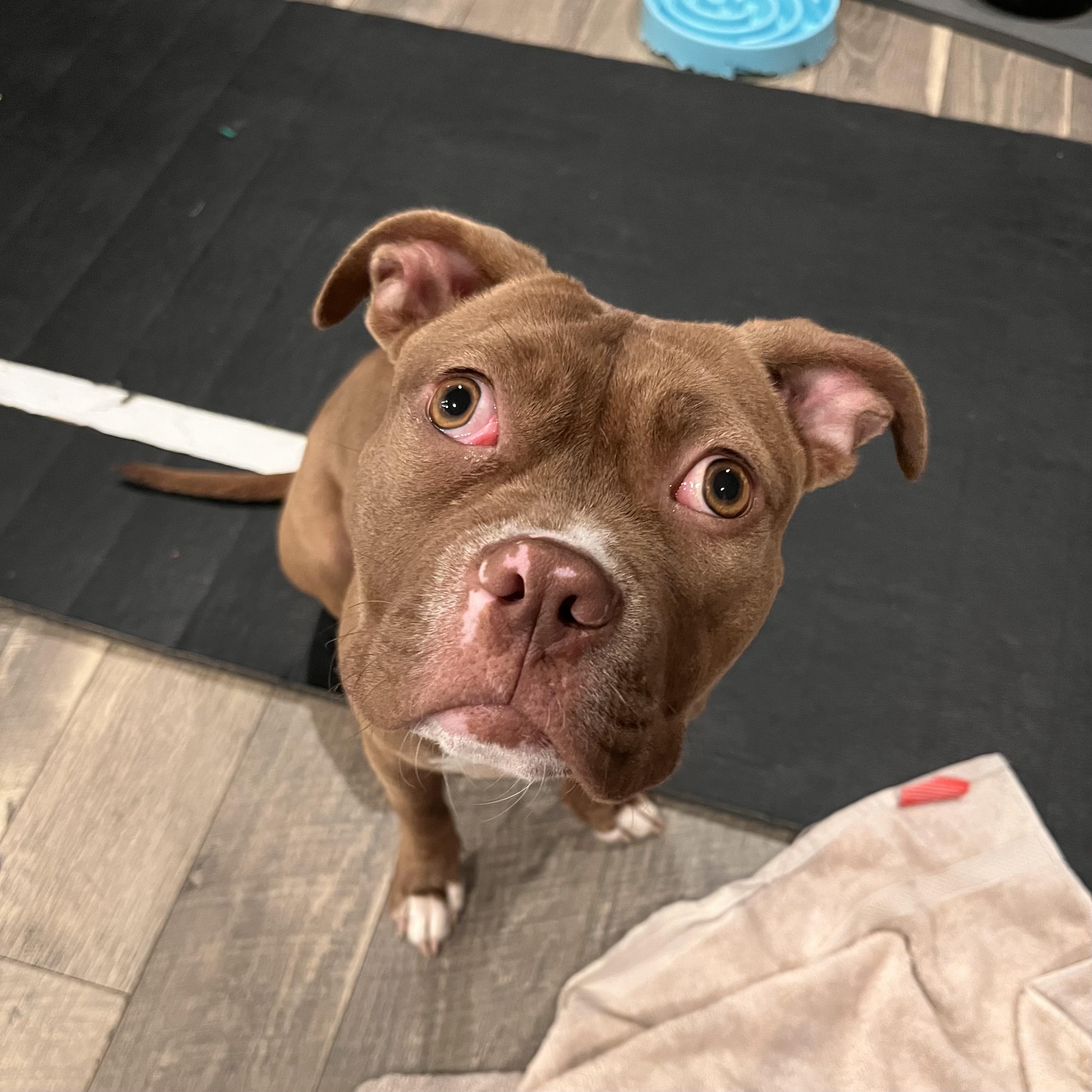 Brooklyn, Adoptable, Puppy Female Pit Bull Terrier.