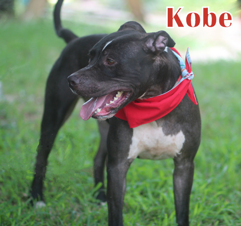 KOBE photo 4