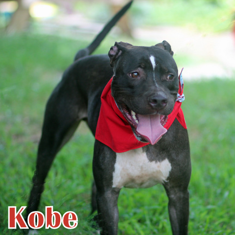 KOBE photo 3