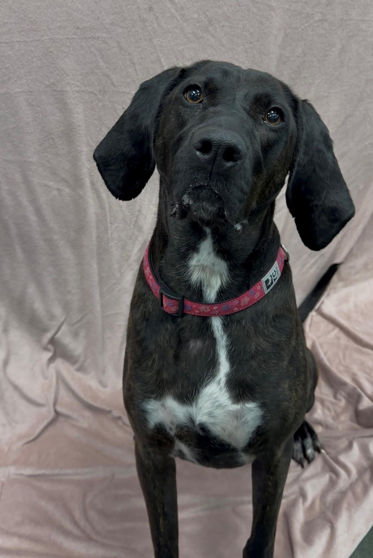 Enlarge Annabelle, a ADOPTABLE Plott Hound in Delta, BC image 1/3