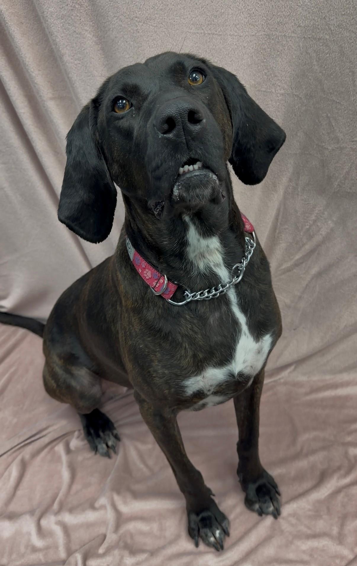 Enlarge Annabelle, a ADOPTABLE Plott Hound in Delta, BC image 3/3