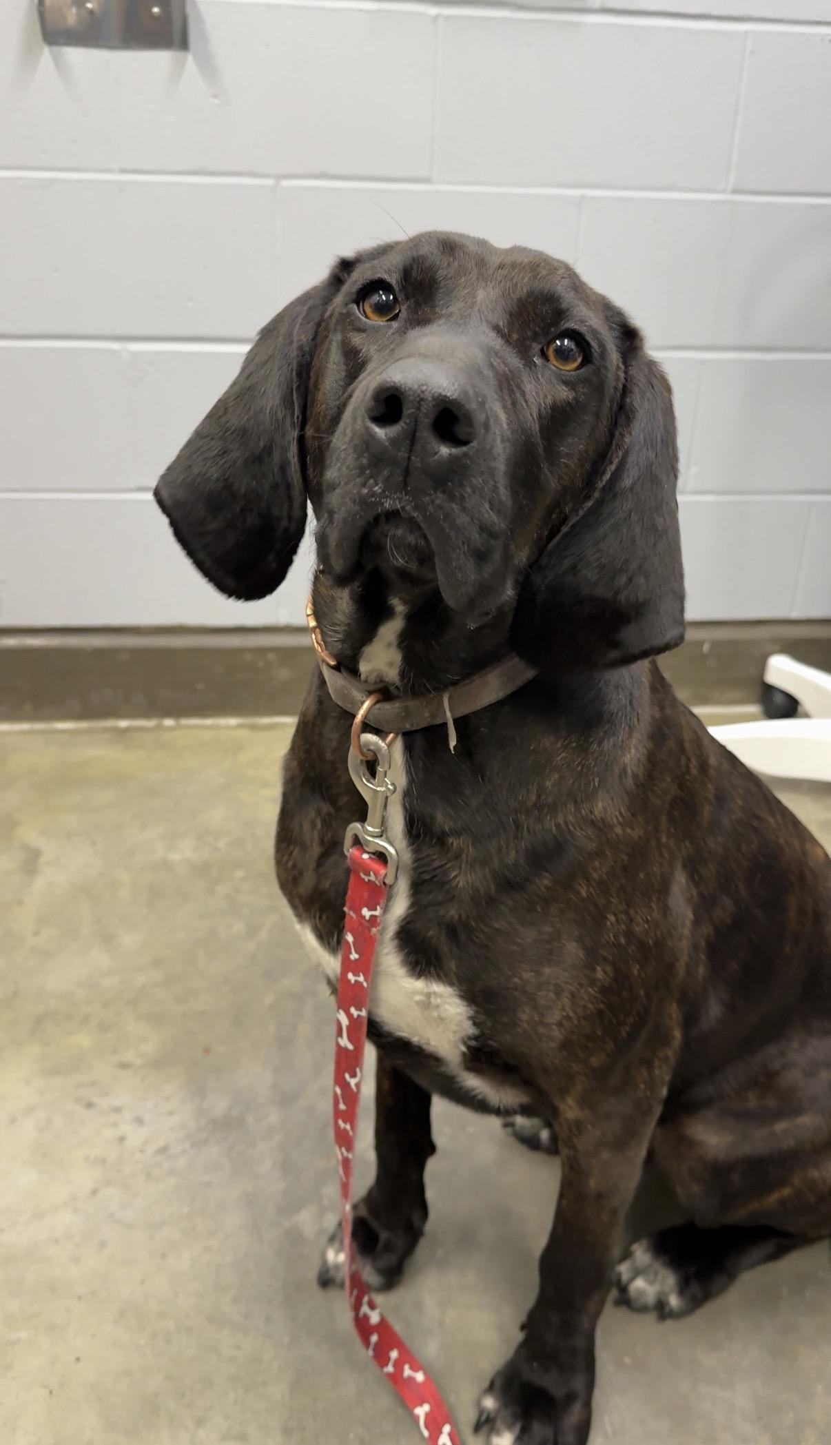 Enlarge Annabelle, a ADOPTABLE Plott Hound in Delta, BC image 2/3
