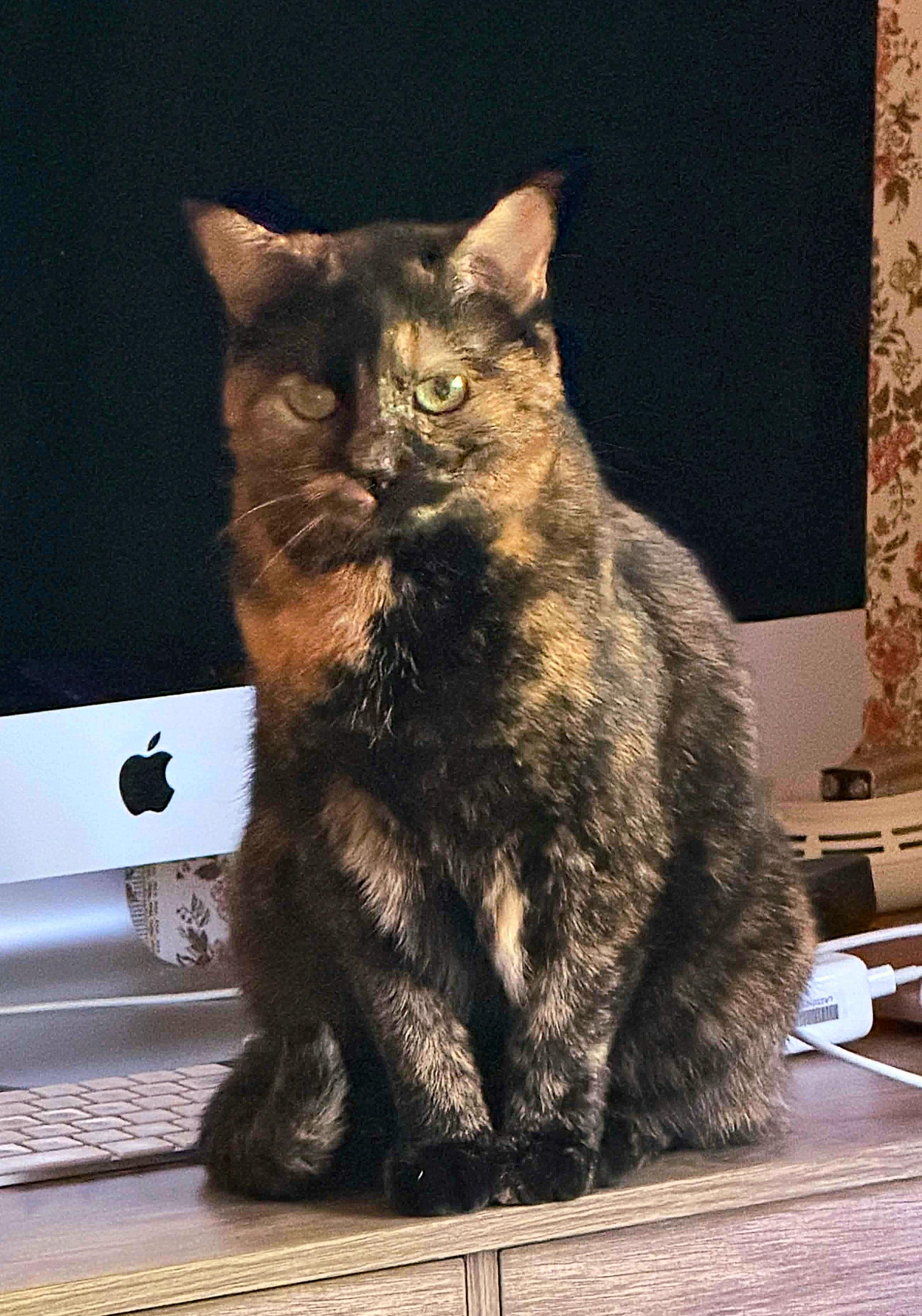 Enlarge Queen Ester, a Adoptable Domestic Short Hair in Fort Oglethorpe, GA image 2/6