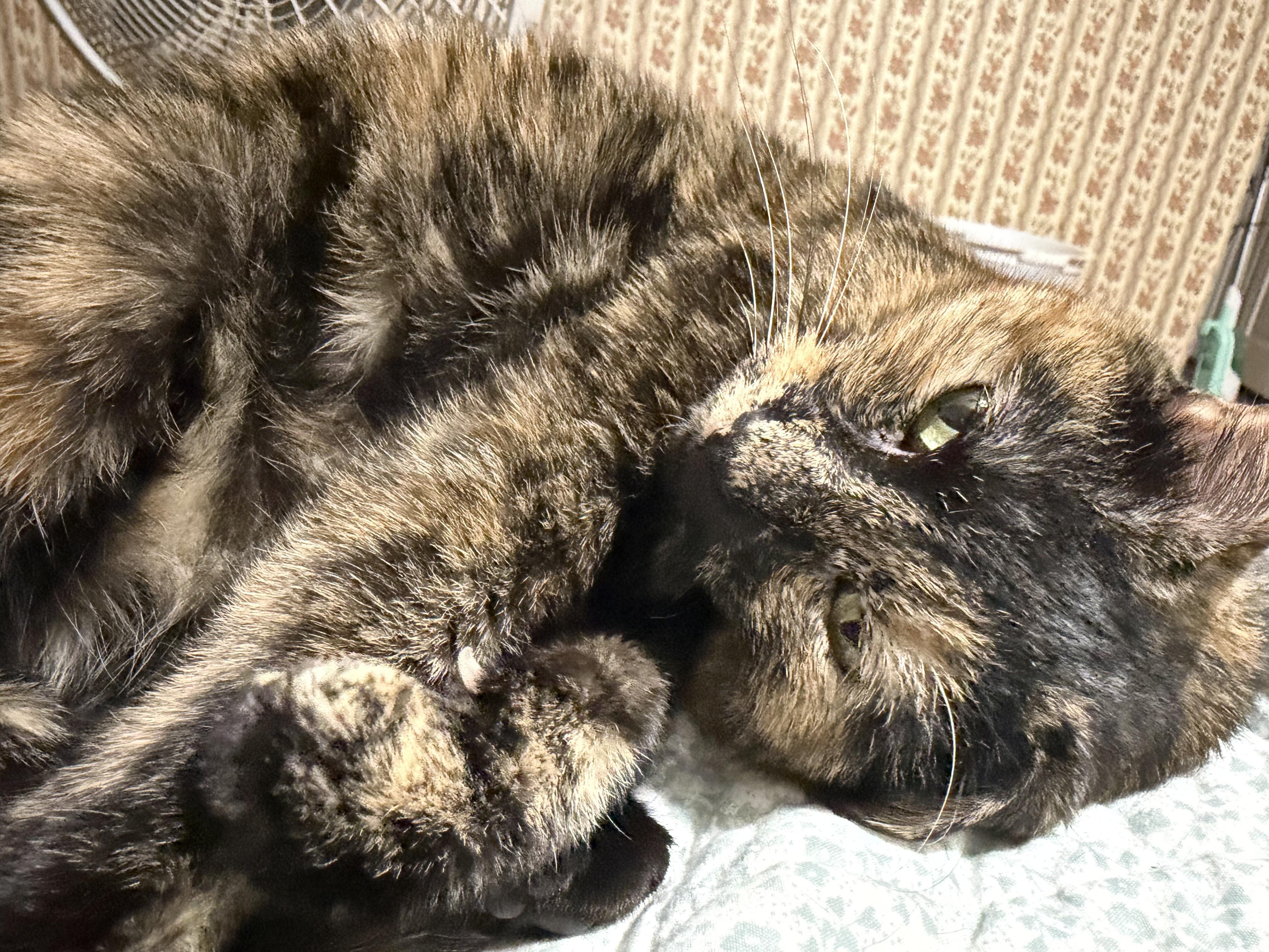 Enlarge Queen Ester, a Adoptable Domestic Short Hair in Fort Oglethorpe, GA image 4/6