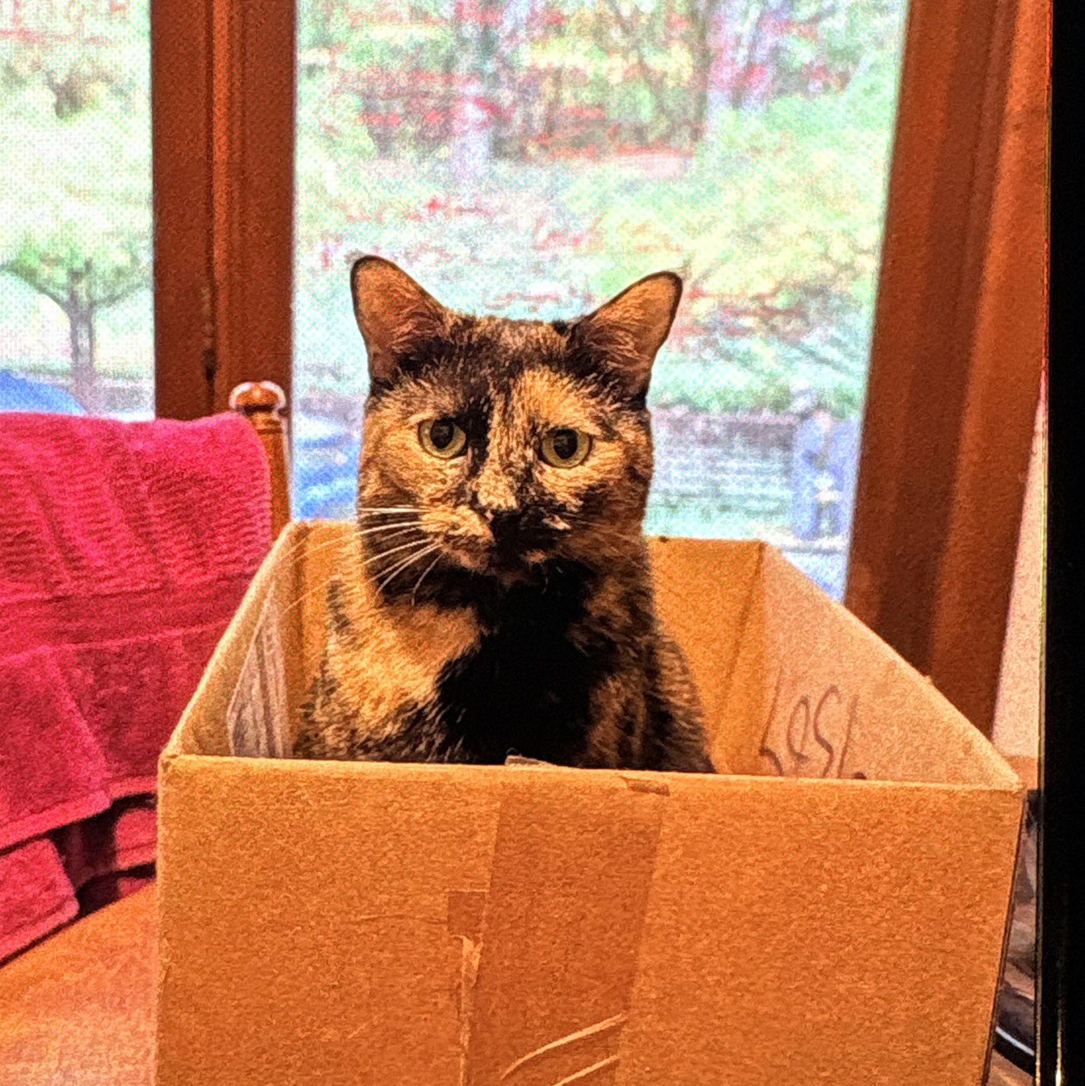 Enlarge Queen Ester, a Adoptable Domestic Short Hair in Fort Oglethorpe, GA image 3/6