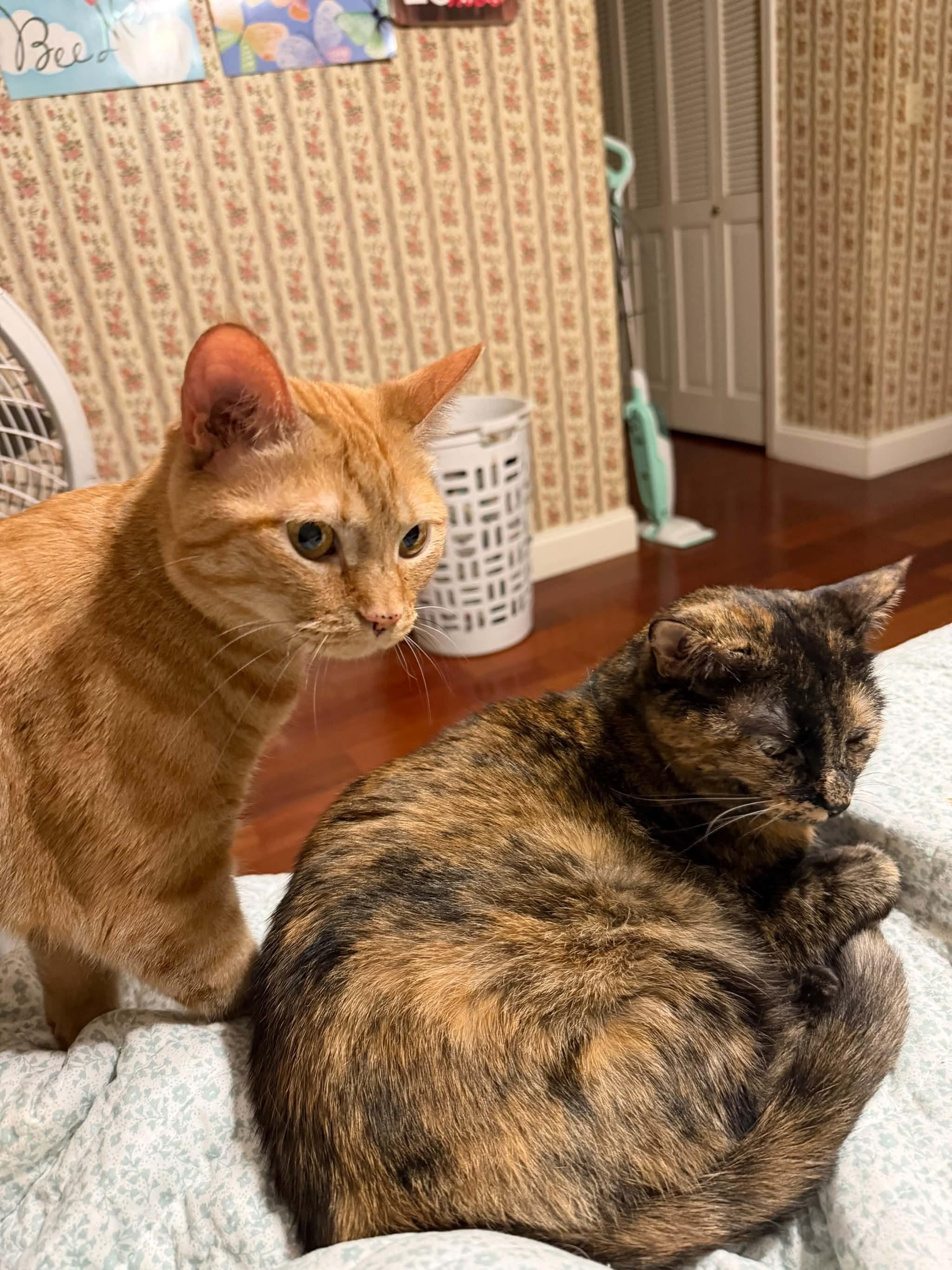 Enlarge Queen Ester, a Adoptable Domestic Short Hair in Fort Oglethorpe, GA image 6/6