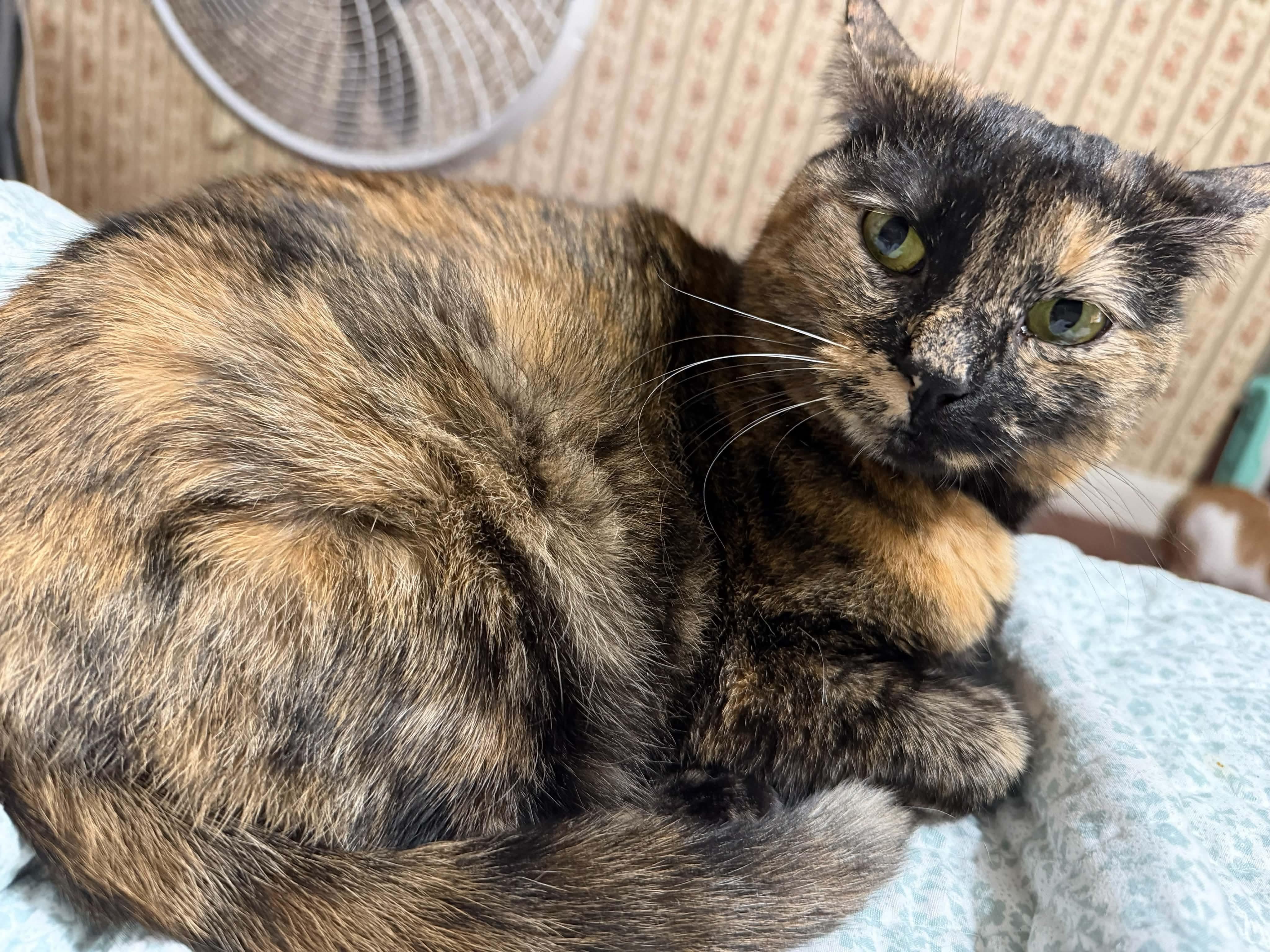 Enlarge Queen Ester, a Adoptable Domestic Short Hair in Fort Oglethorpe, GA image 5/6