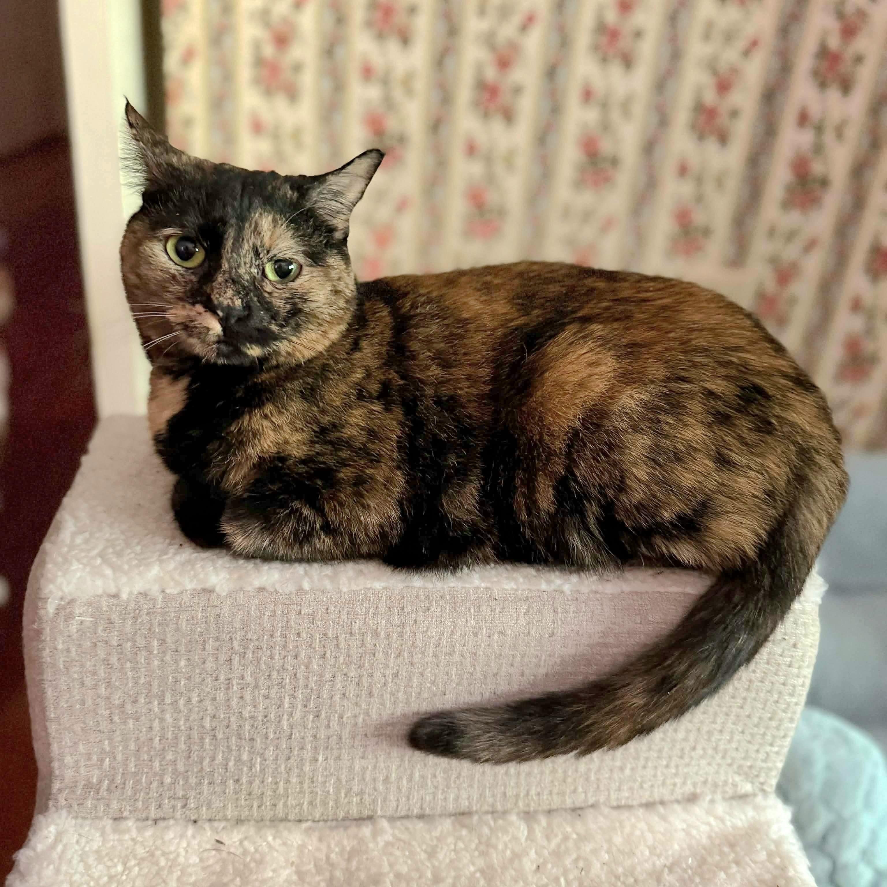 Queen Ester, Adoptable, Adult Female Domestic Short Hair.