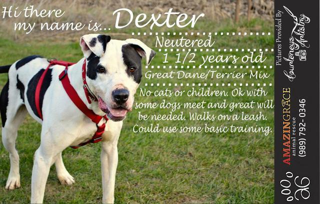 Enlarge Dexter (3), a Adopted mixed breed in Saginaw, MI image 2/3