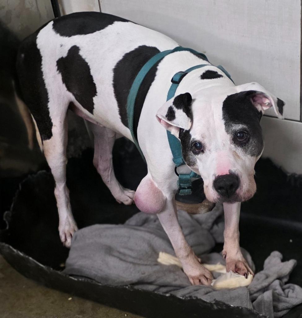 Enlarge Dexter (3), a Adopted mixed breed in Saginaw, MI image 3/3