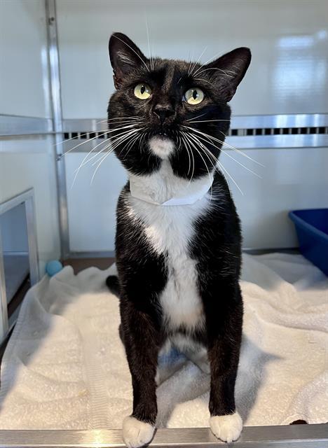Enlarge FRED, a Adoptable Domestic Short Hair in San Francisco, CA image 1/1