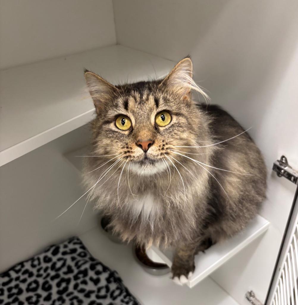 Milly, Adoptable, Adult Female Tabby.