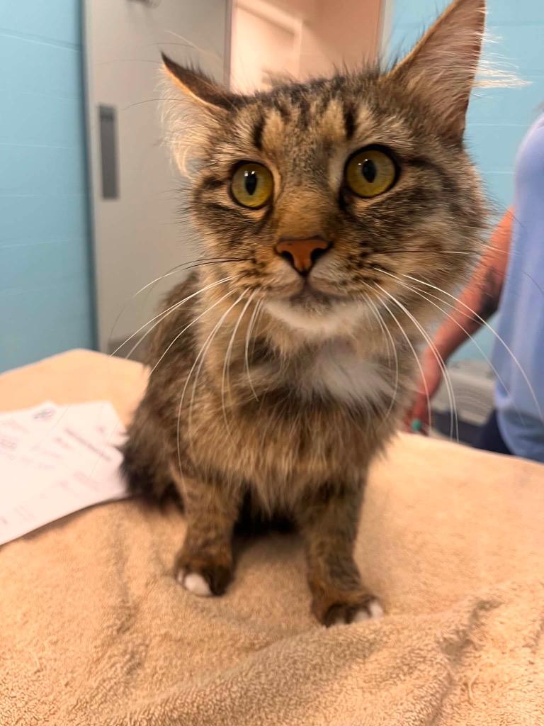 Enlarge Milly, a Adoptable Tabby in Frankfort, KY image 3/3