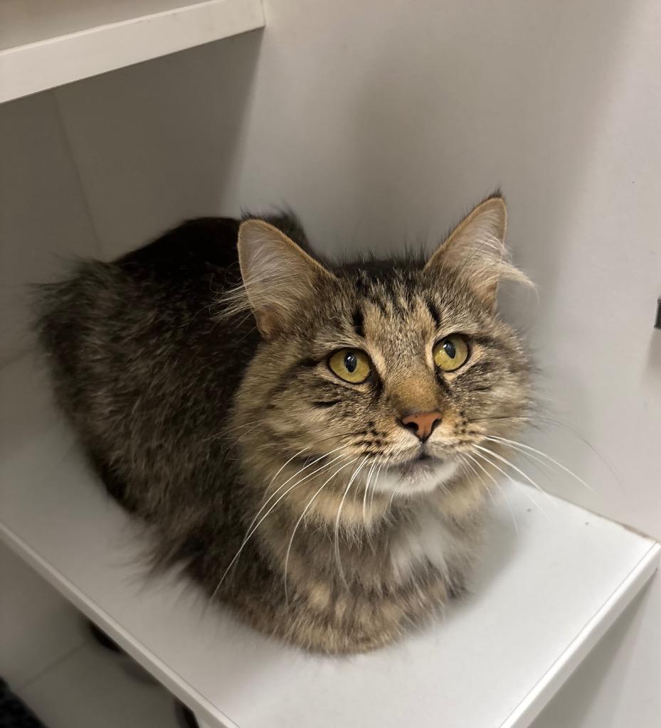 Enlarge Milly, a Adoptable Tabby in Frankfort, KY image 2/3