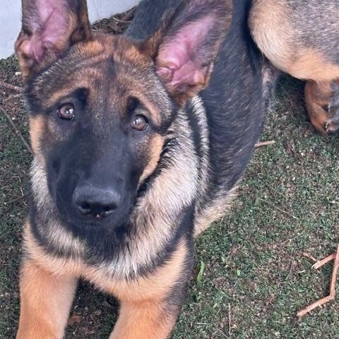 Phoebe, Adopted, Puppy Female Belgian Shepherd / Malinois.