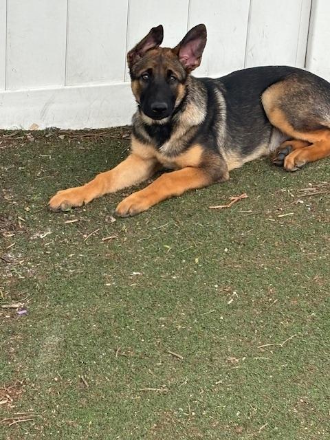 Enlarge Phoebe, a Adopted Belgian Shepherd / Malinois in Far Rockaway, NY image 3/3
