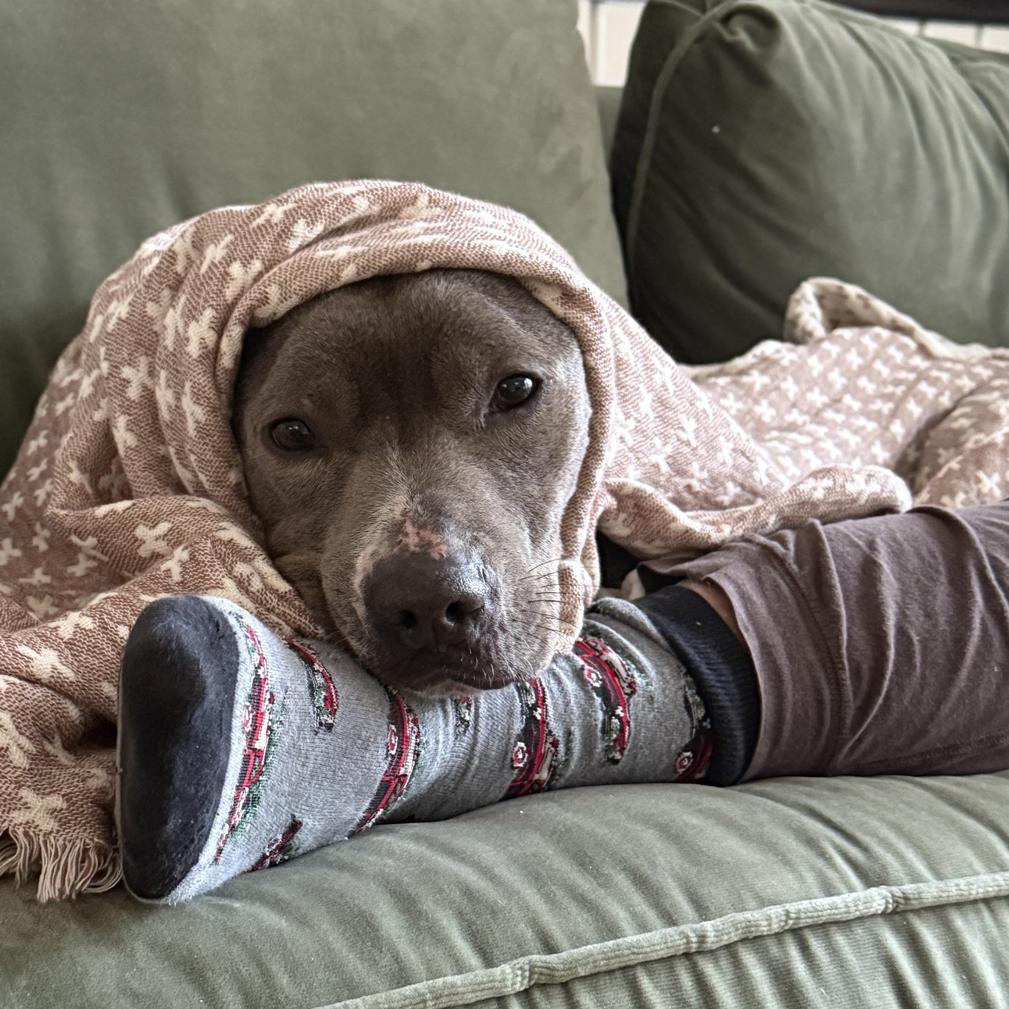 Enlarge Maddox, a Adoptable mixed breed in allentown, PA image 6/6