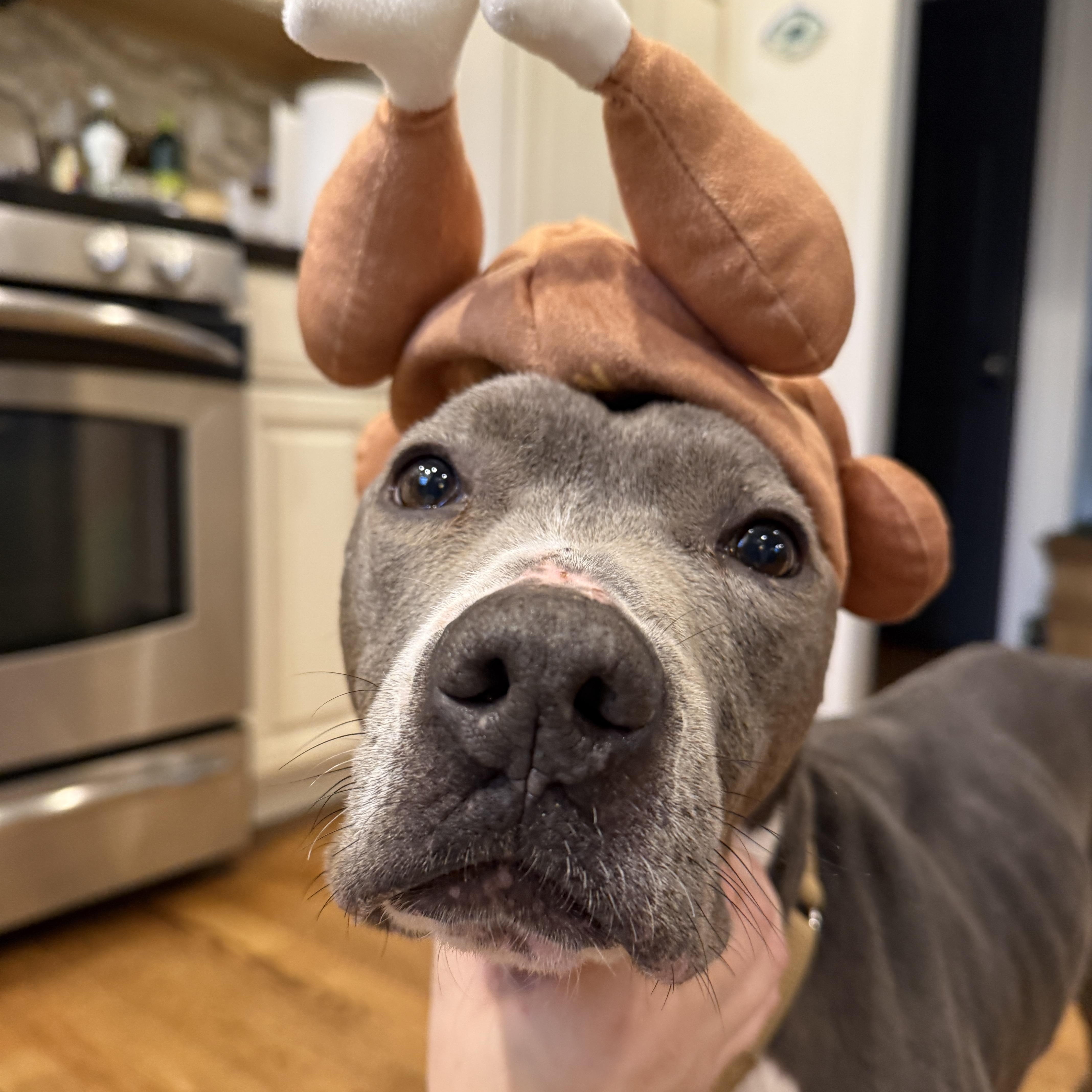 Enlarge Maddox, a Adoptable mixed breed in allentown, PA image 3/6