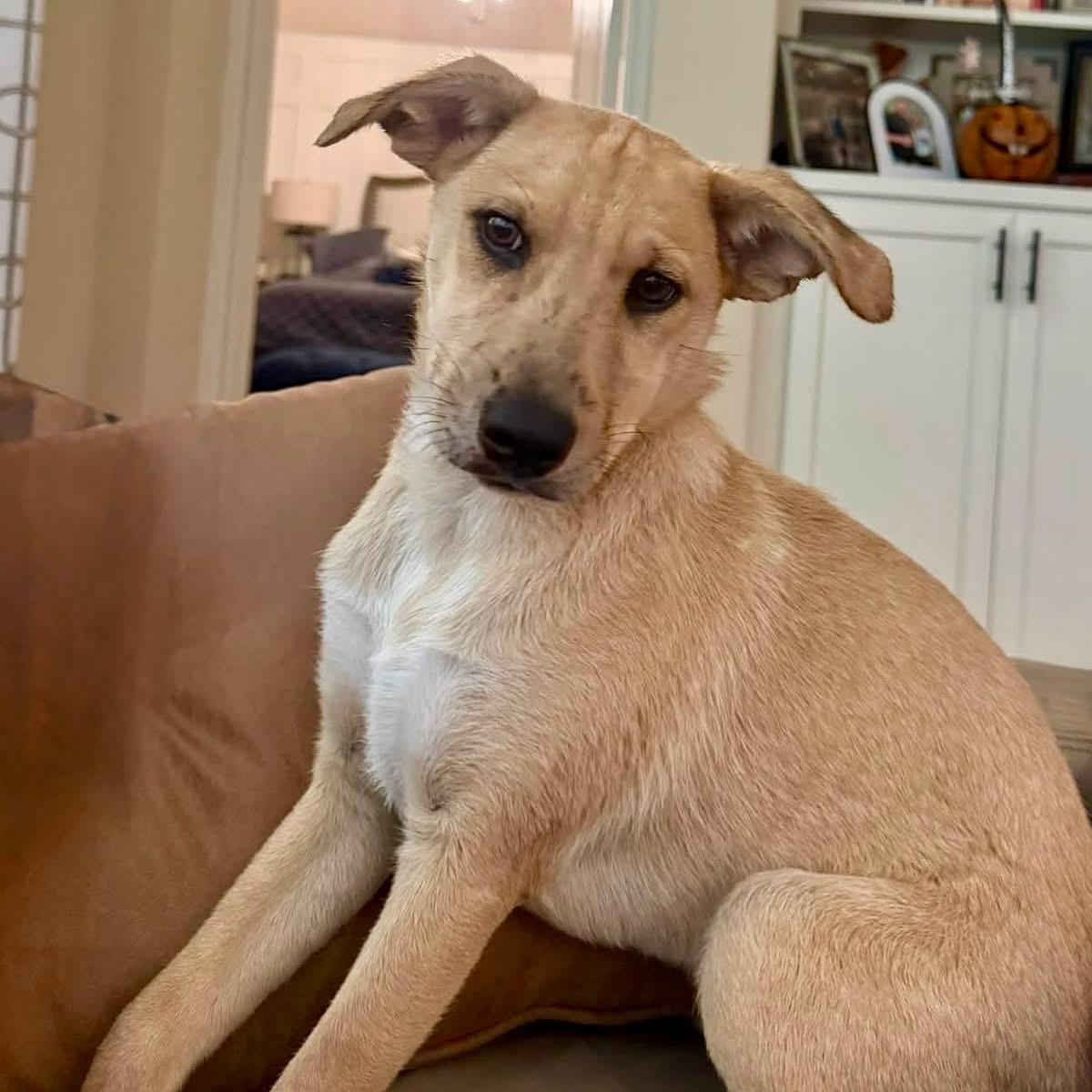 Enlarge Puppy Daisy, a Adoptable mixed breed in Austin, TX image 1/3