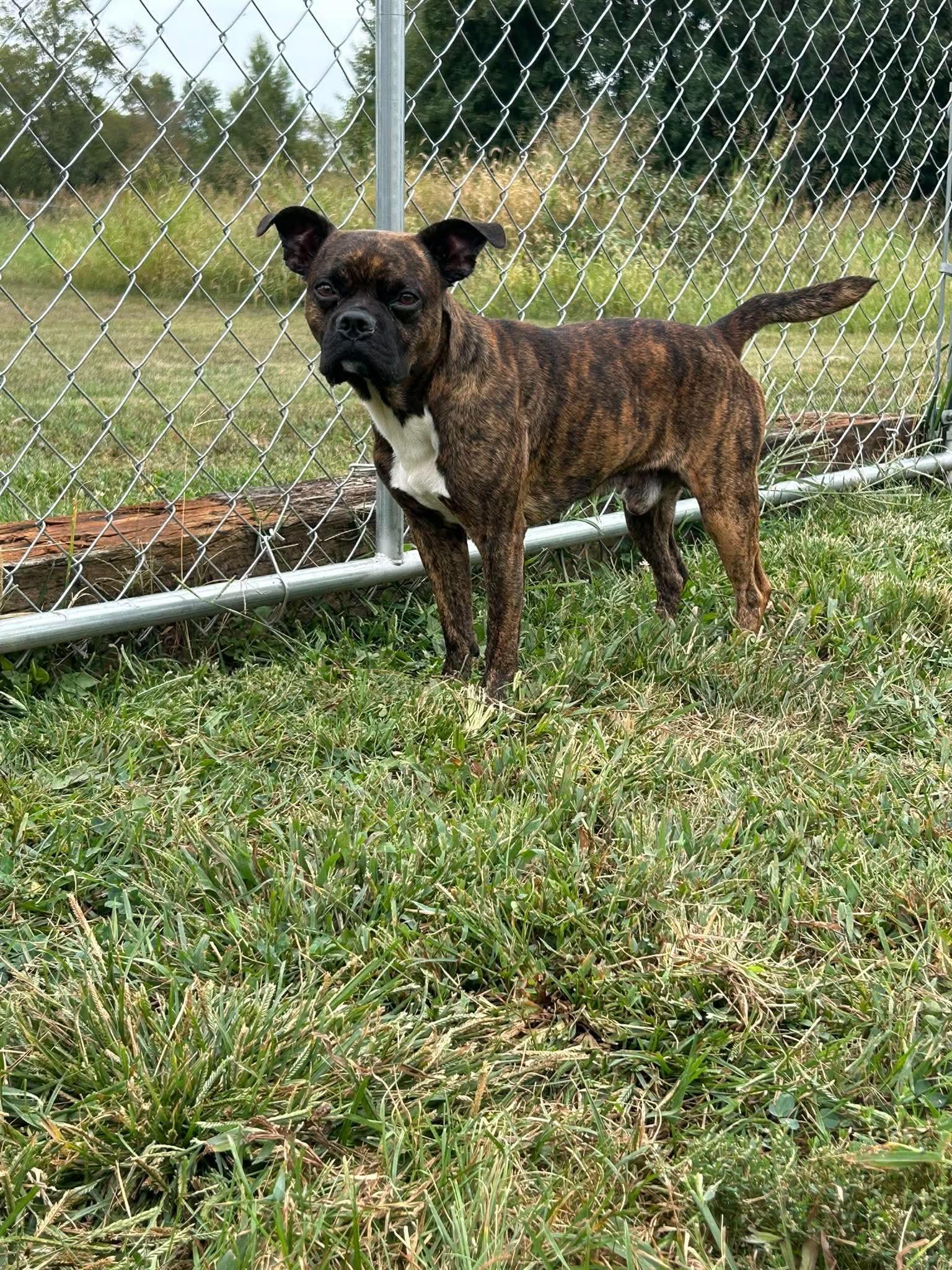 Enlarge Scotch, a Adoptable mixed breed in Steeleville, IL image 1/2