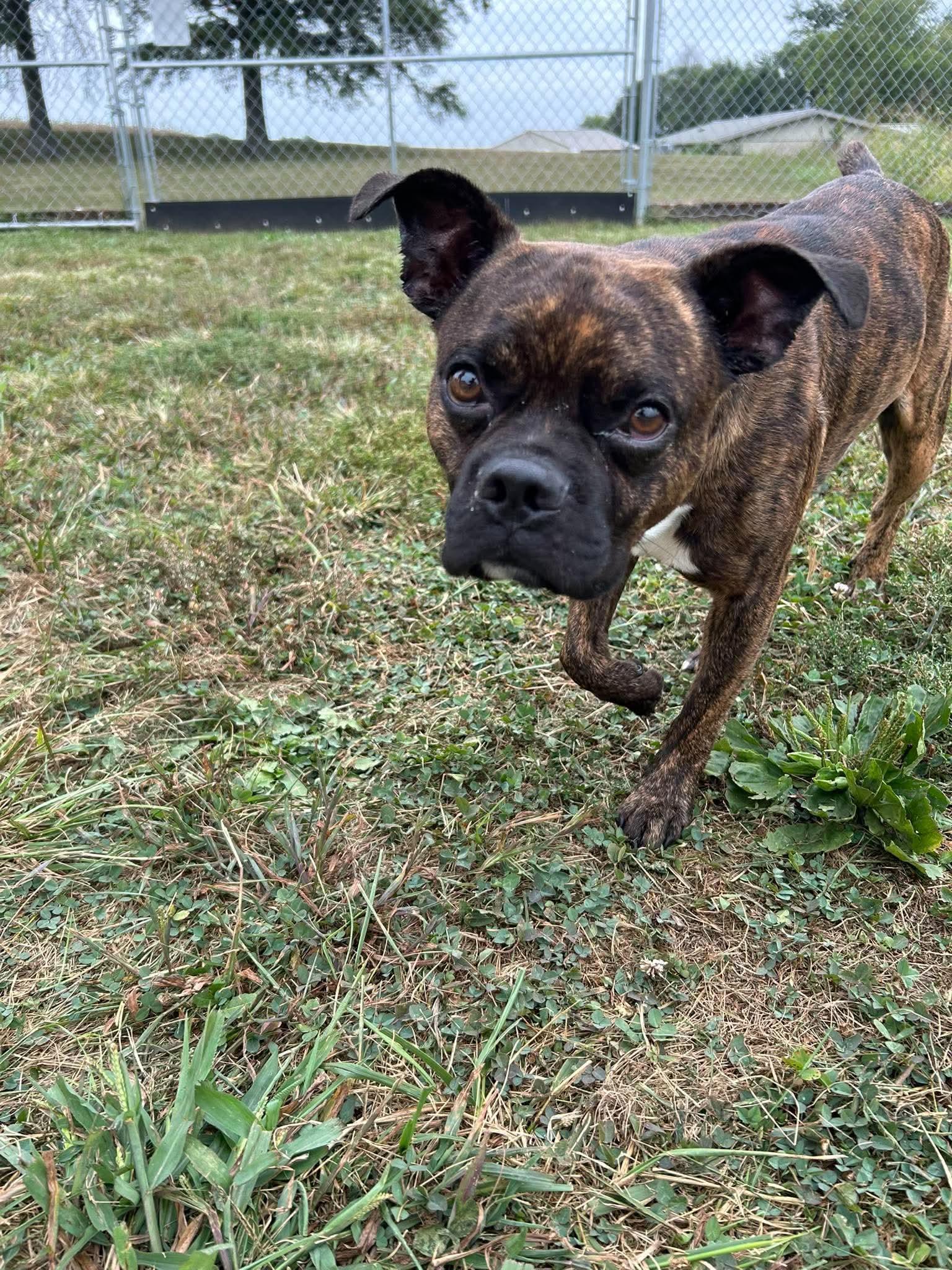 Enlarge Scotch, a Adoptable mixed breed in Steeleville, IL image 2/2