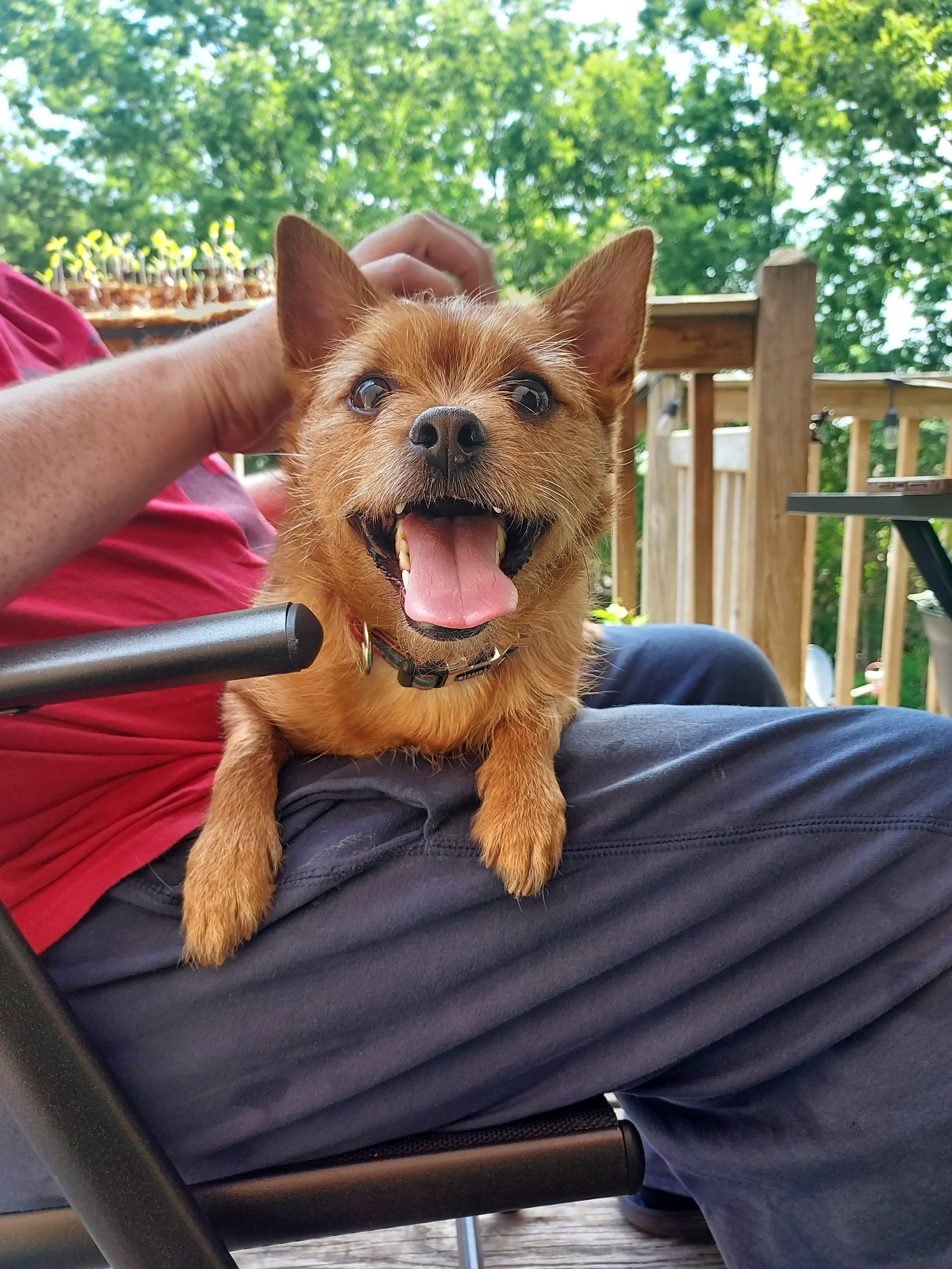 Razzy, a ADOPTABLE mixed breed in Richmond, KY image 4/6