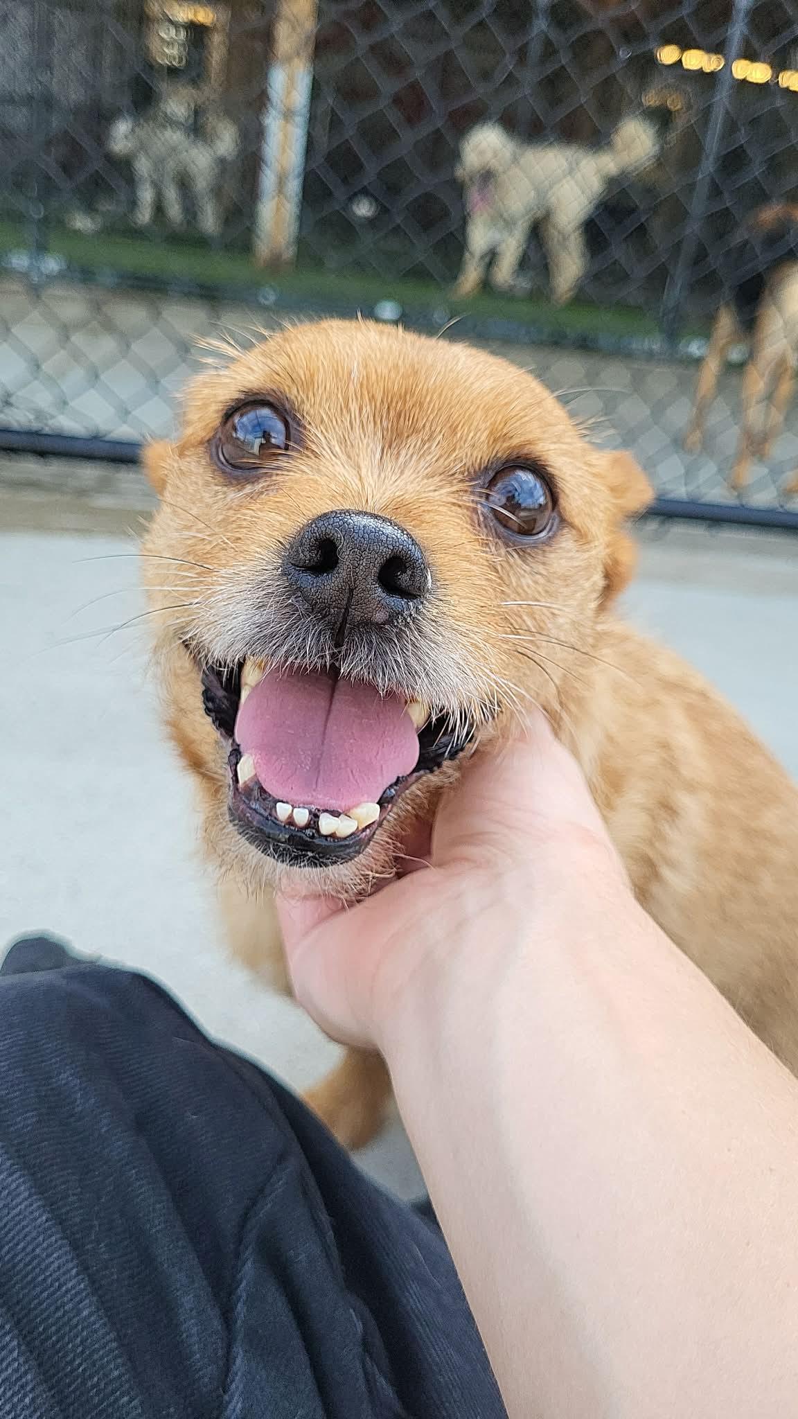 Razzy, a ADOPTABLE mixed breed in Richmond, KY image 3/6
