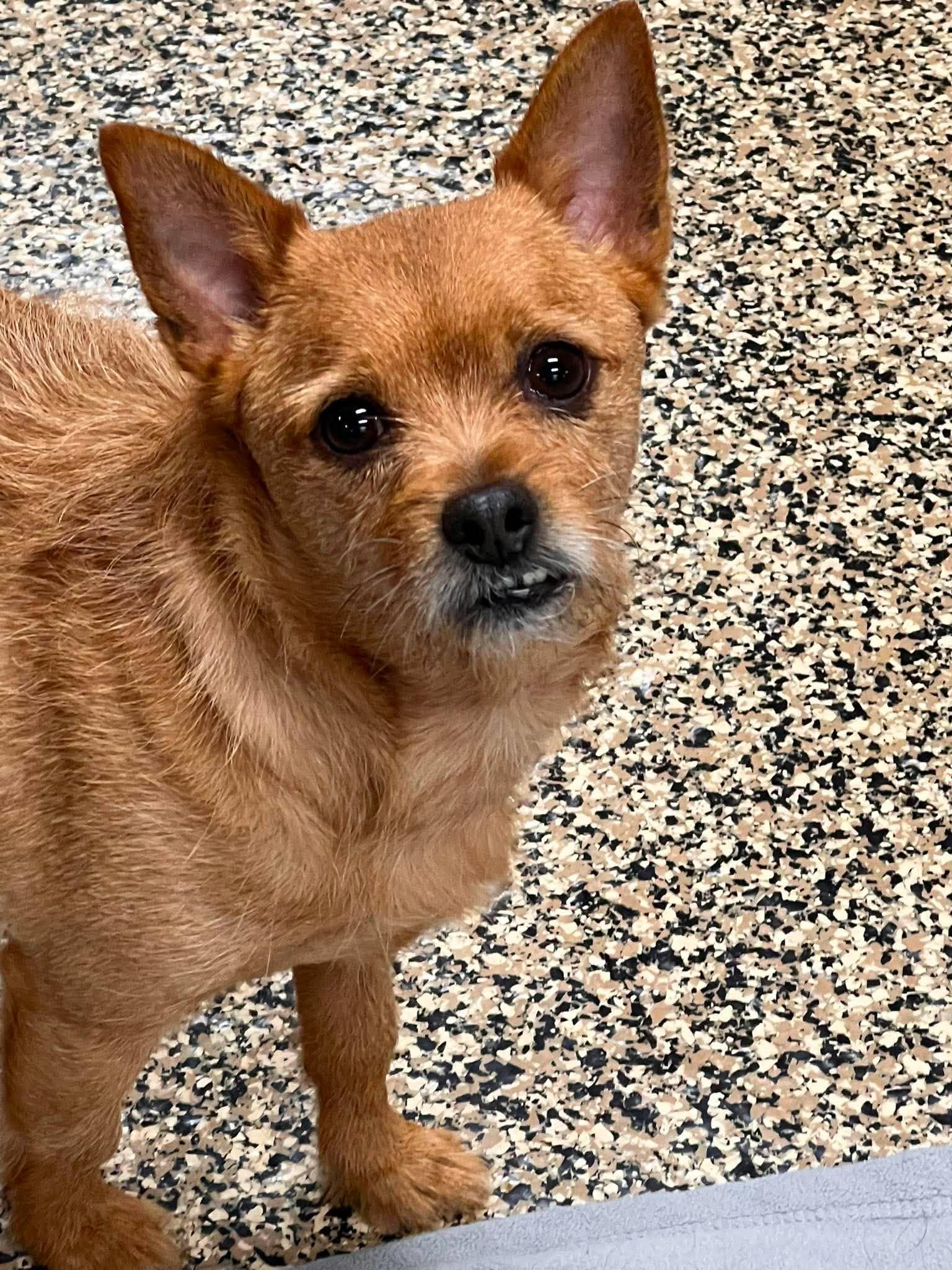 Razzy, a ADOPTABLE mixed breed in Richmond, KY image 2/6