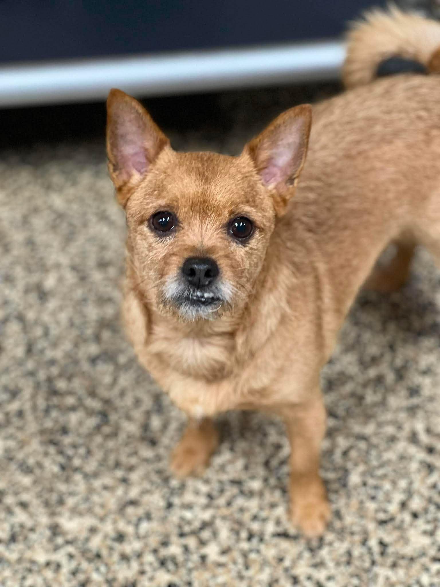 Razzy, a ADOPTABLE mixed breed in Richmond, KY image 1/6
