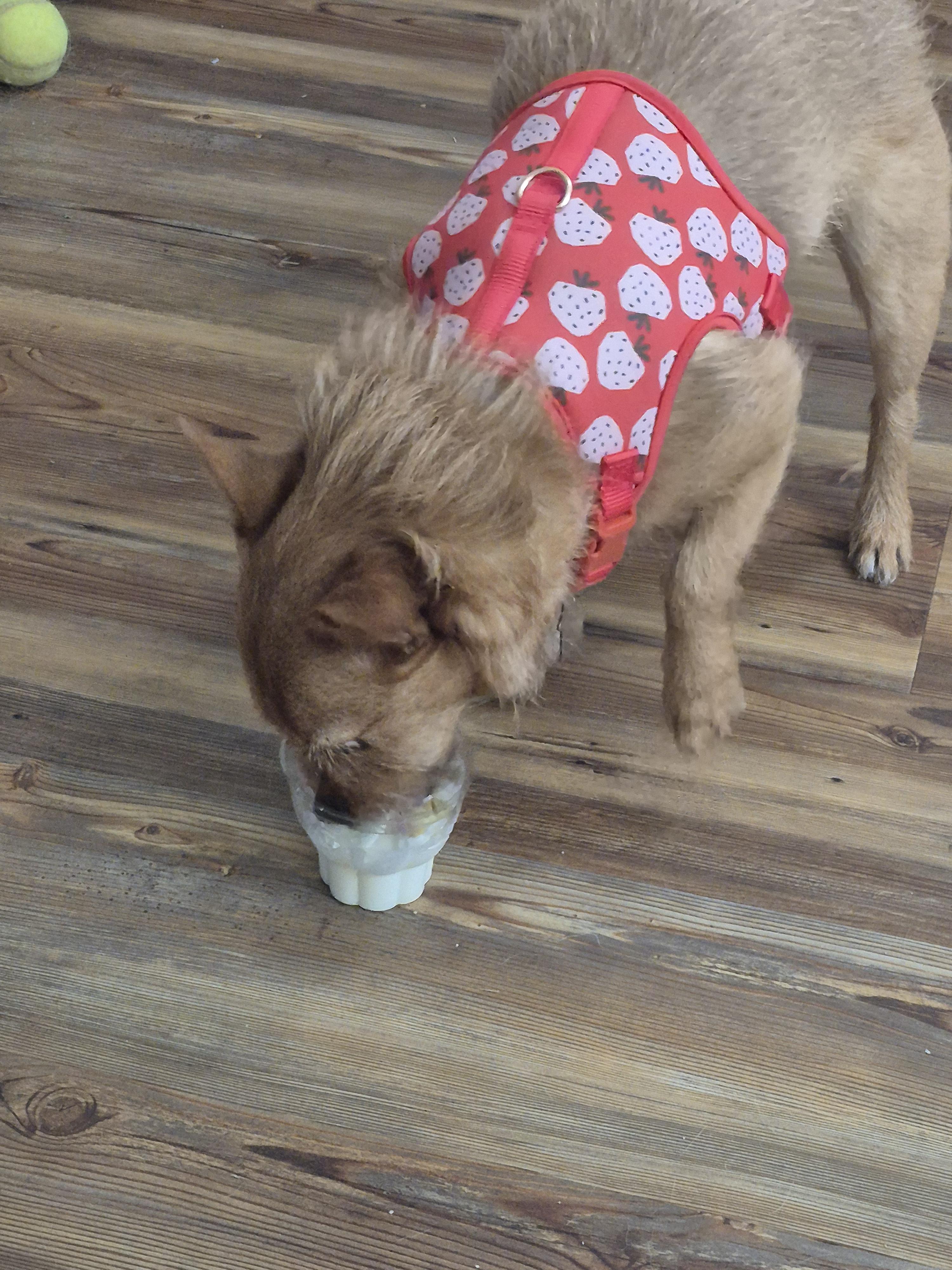 Razzy, a ADOPTABLE mixed breed in Richmond, KY image 5/6