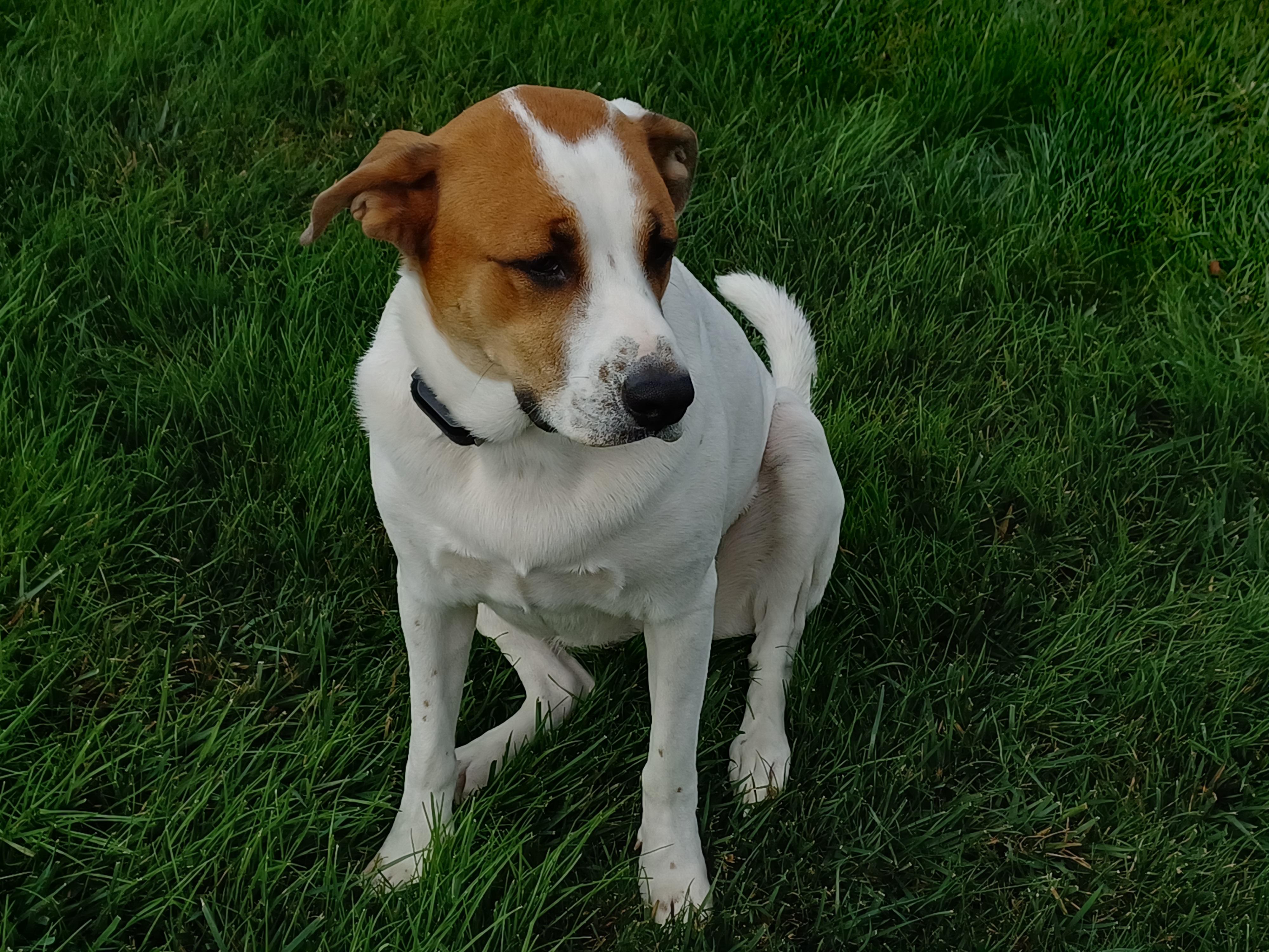 Willow