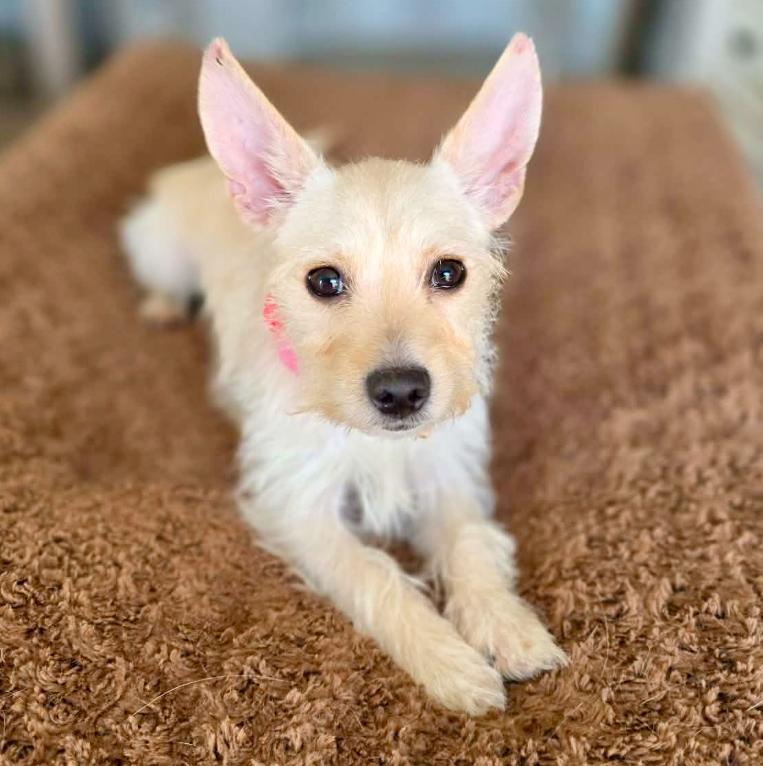 Enlarge Missy, an adopted mixed breed in Mead, CO image 5/5