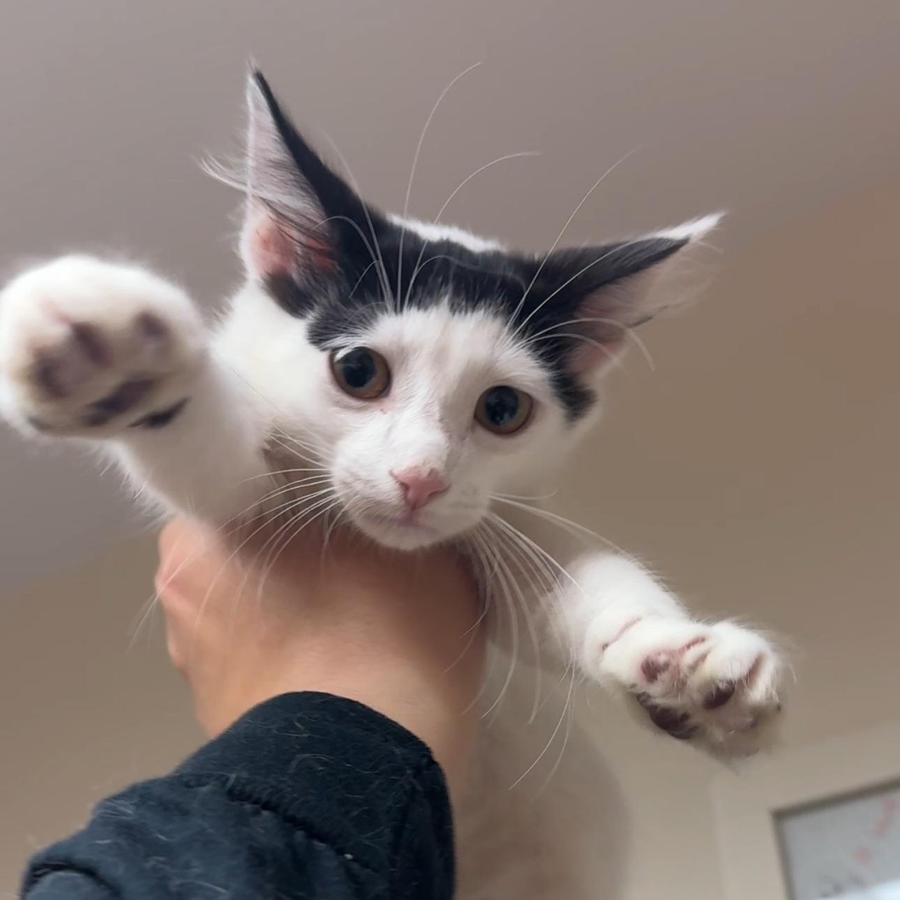 JiJi and Tombo, a ADOPTABLE mixed breed in New york, NY image 5/5