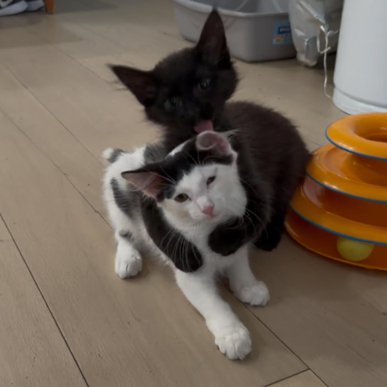 JiJi and Tombo, a ADOPTABLE mixed breed in New york, NY image 2/5