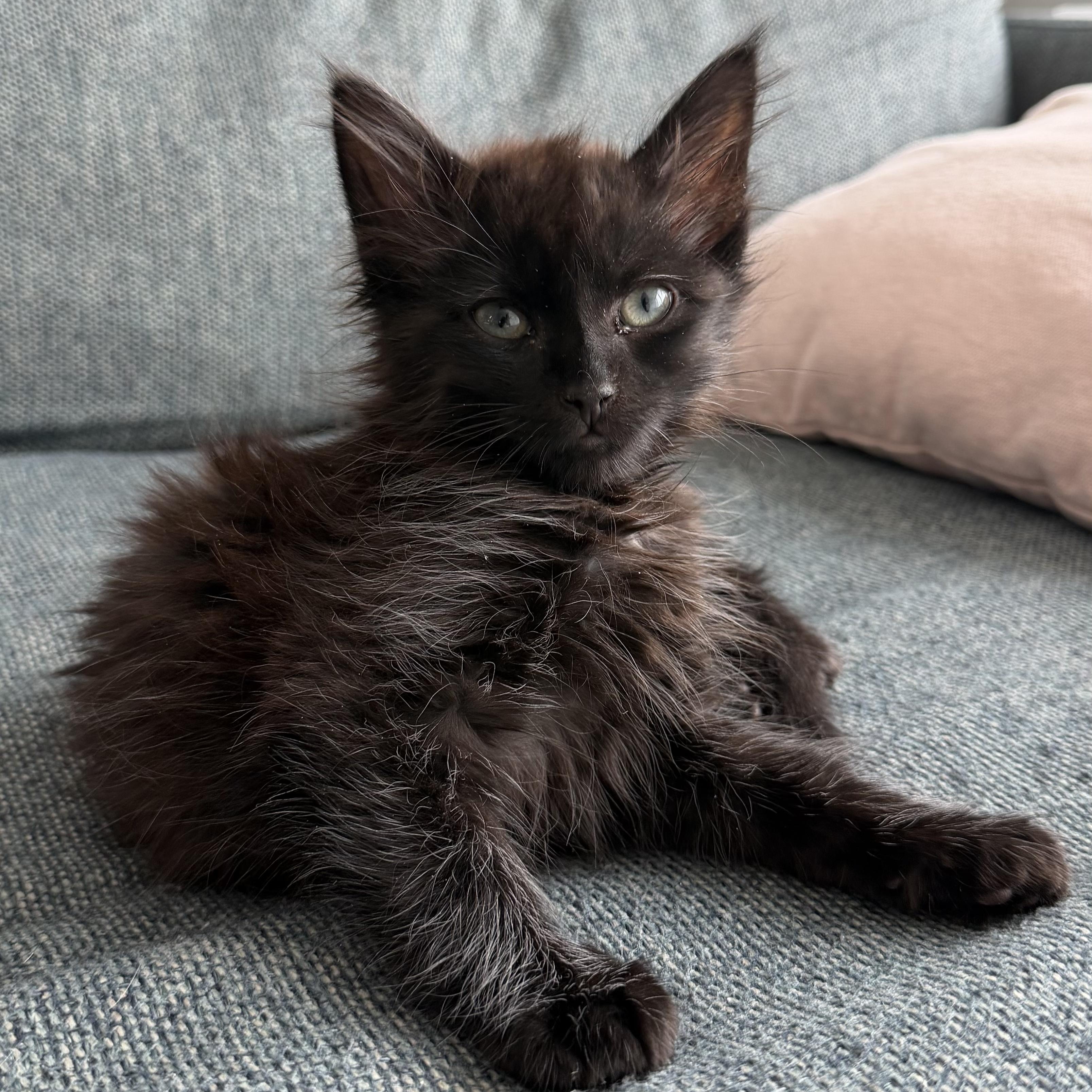 JiJi and Tombo, a ADOPTABLE mixed breed in New york, NY image 4/5