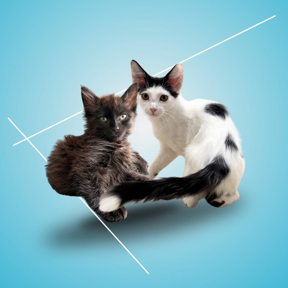 JiJi and Tombo, a ADOPTABLE mixed breed in New york, NY image 1/5