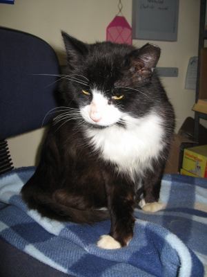 Barn Cats, Adoptable, Adult Male Domestic Short Hair.