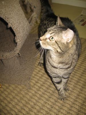 Barn Cats, a Adoptable Domestic Short Hair in Cedars, PA image 3/6