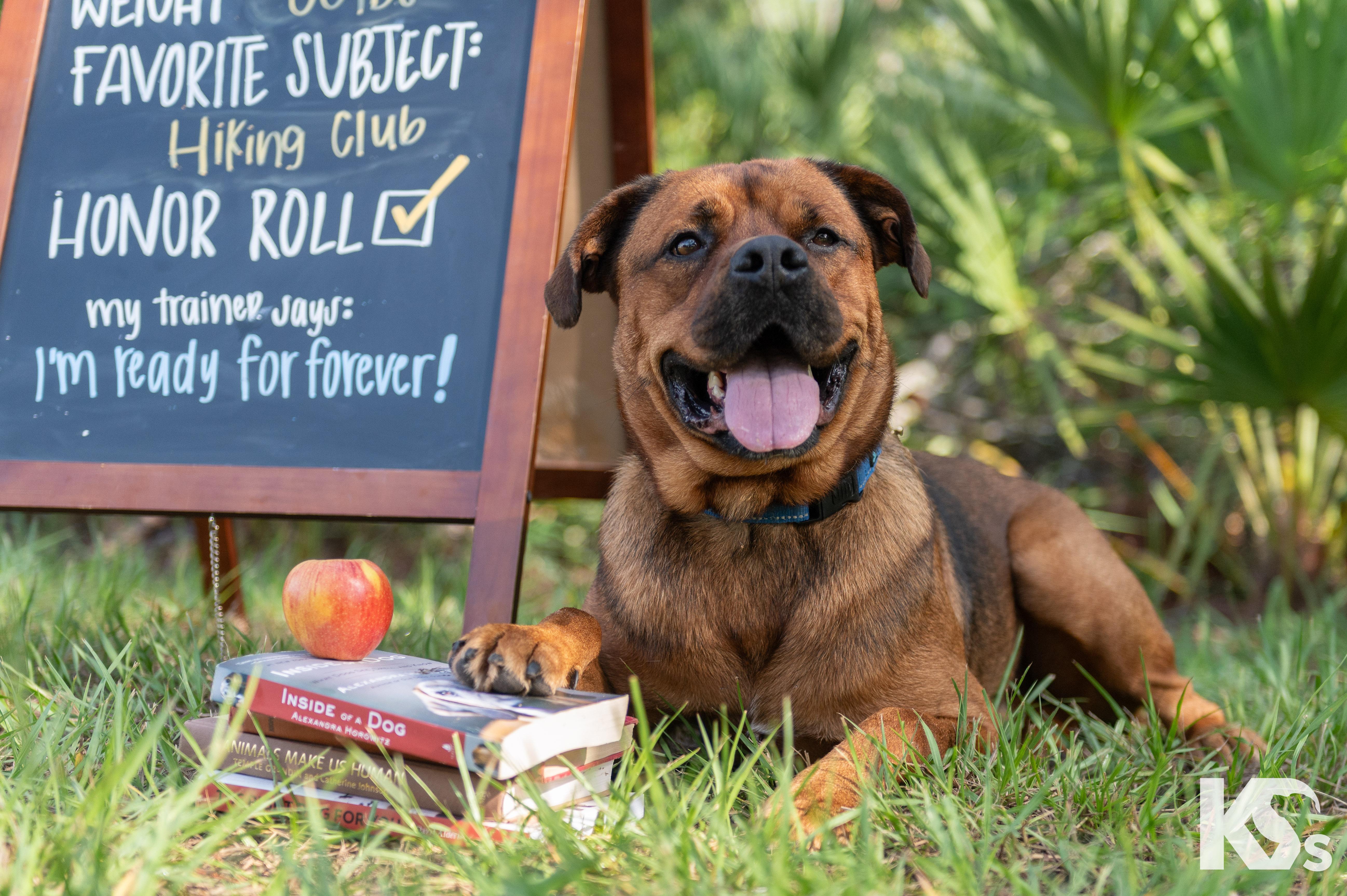 Felix, a Adoptable mixed breed in Ponte Vedra, FL image 1/6