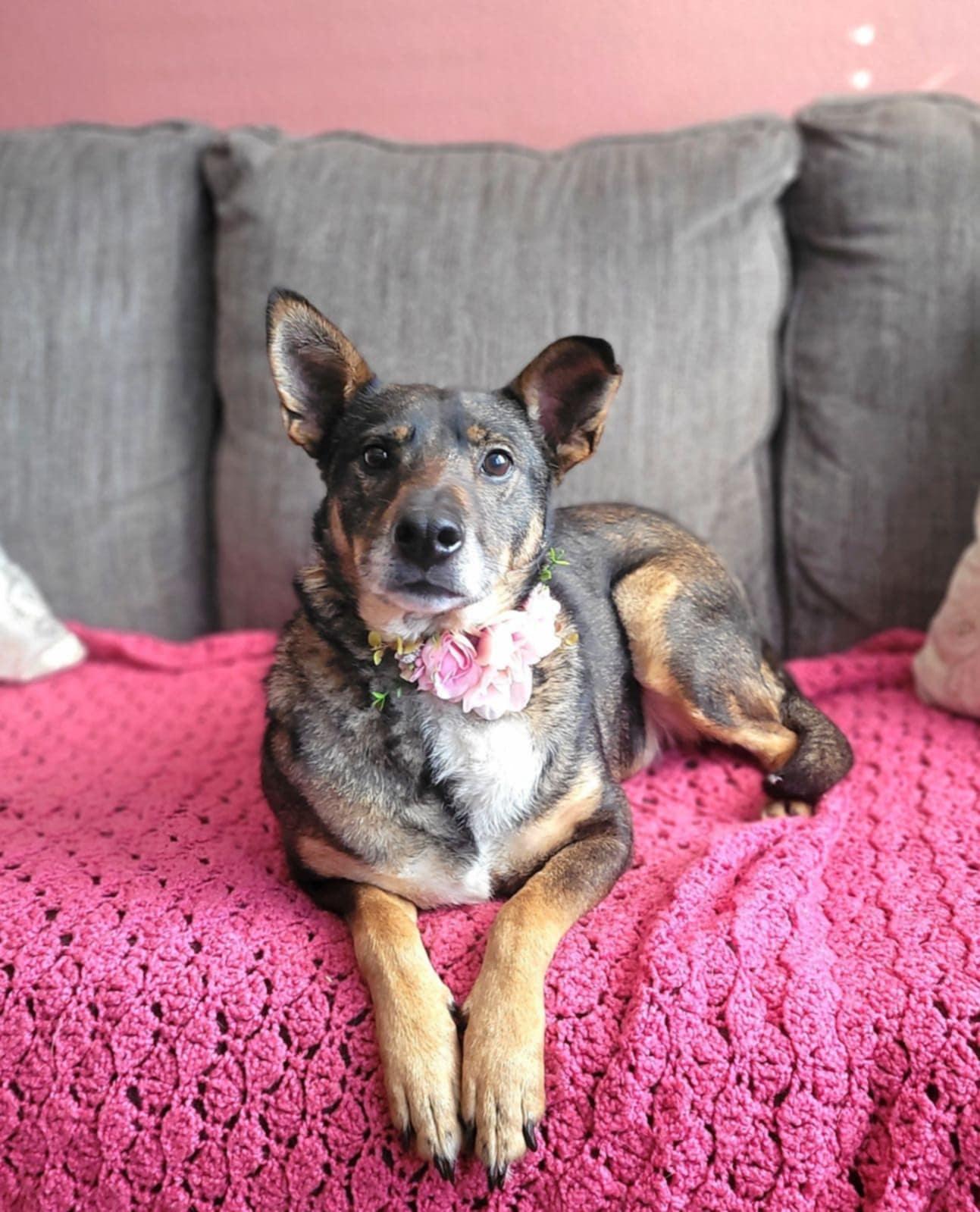 Enlarge Skeeter, an adoption pending mixed breed in Temecula, CA image 1/4