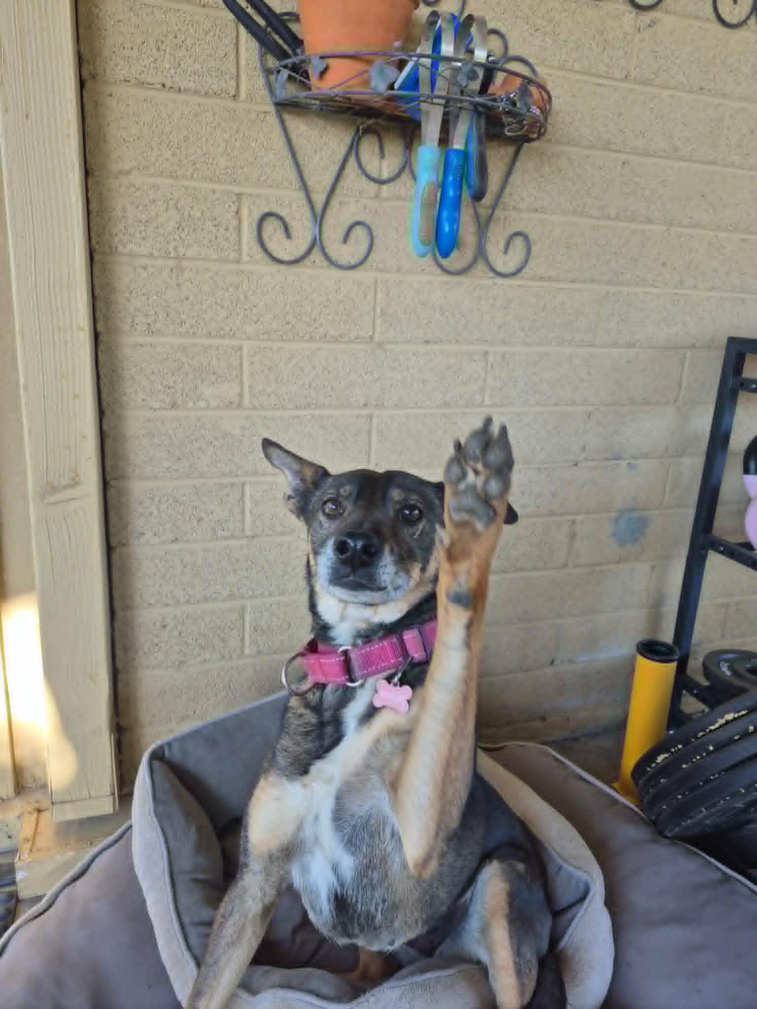 Enlarge Skeeter, an adoption pending mixed breed in Temecula, CA image 4/4