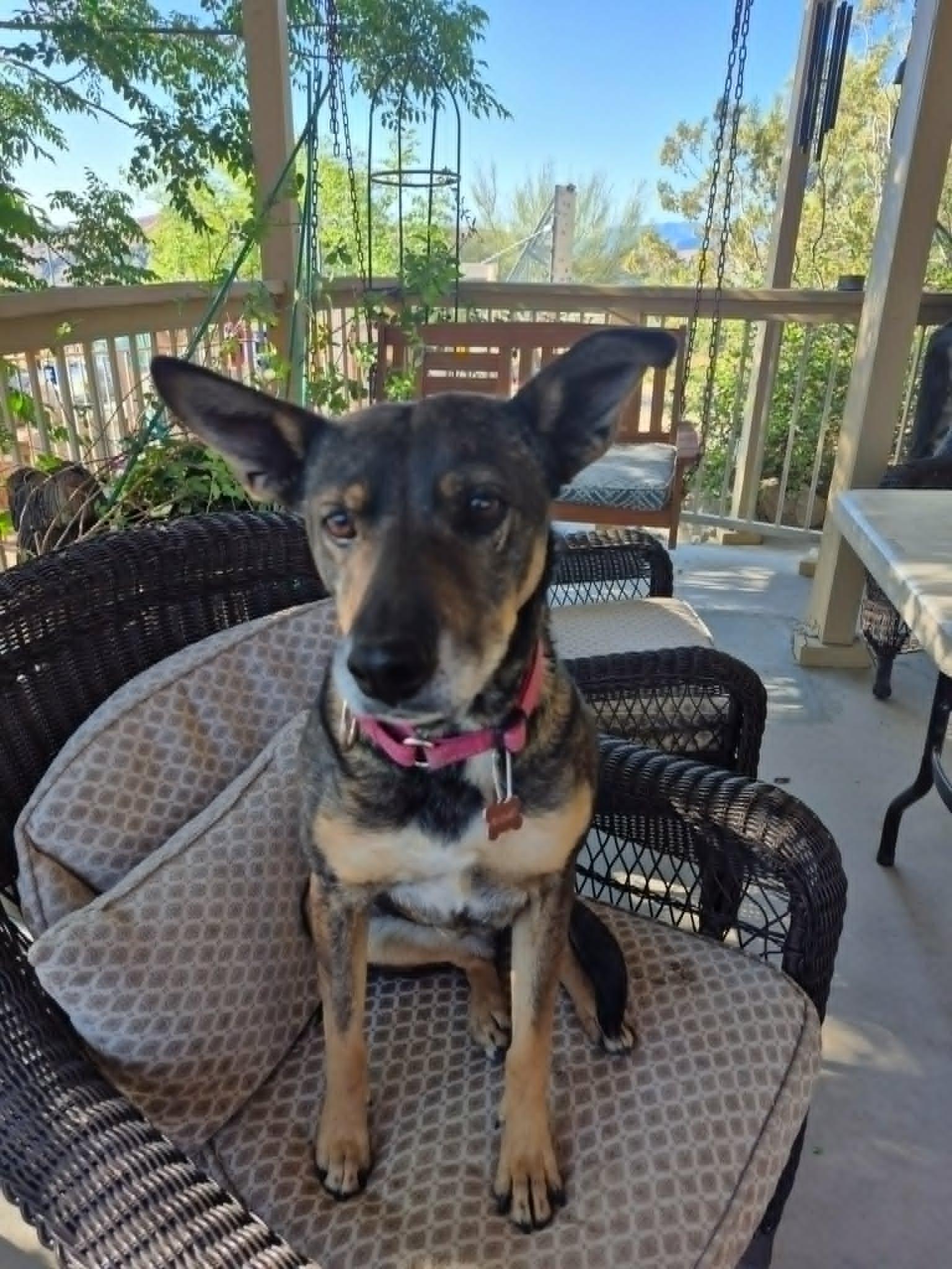 Enlarge Skeeter, an adoption pending mixed breed in Temecula, CA image 3/4