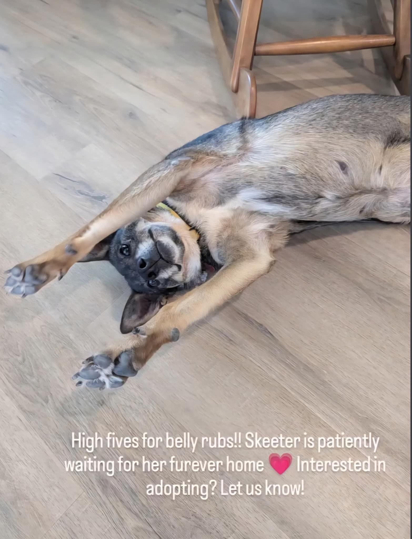 Enlarge Skeeter, an adoption pending mixed breed in Temecula, CA image 2/4