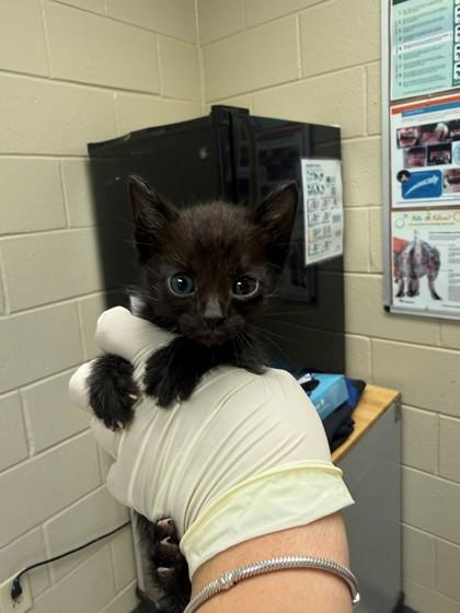 Picnic Table, Adoptable, Kitten Male Domestic Short Hair & Domestic Short Hair.