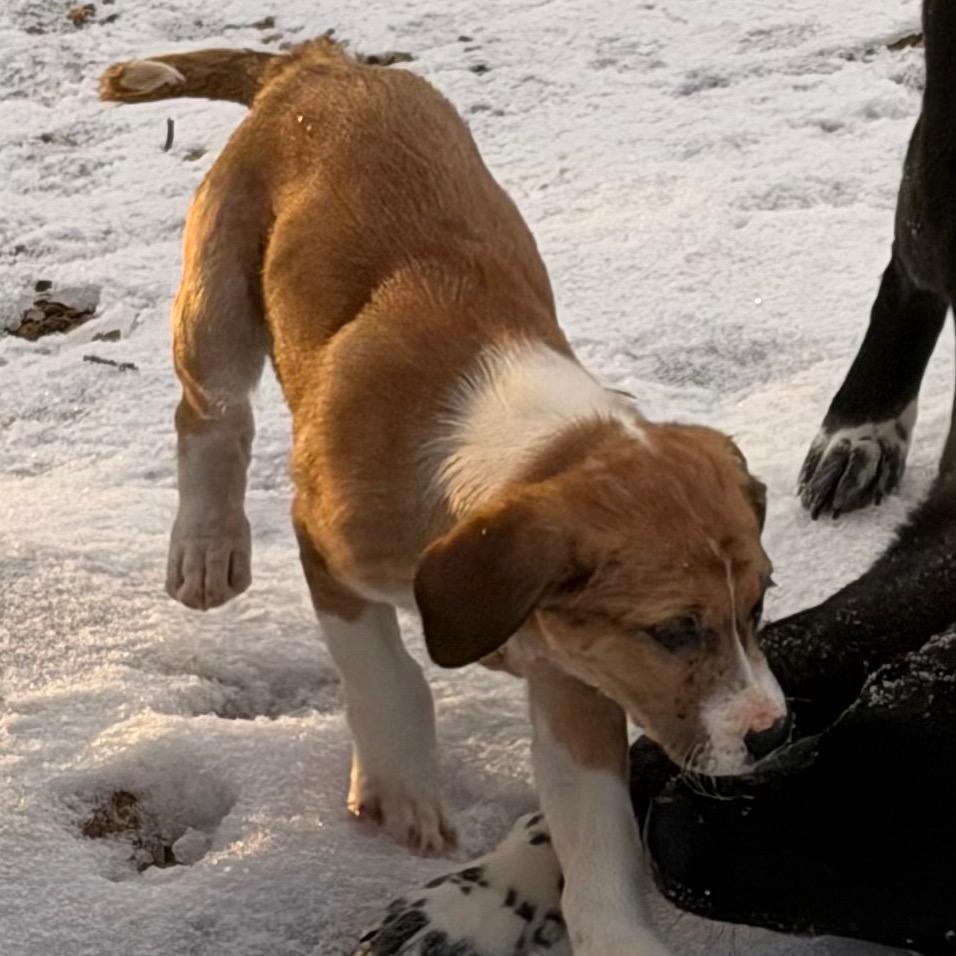 Enlarge Kringle, a Adoptable mixed breed in Duck River, TN image 1/2