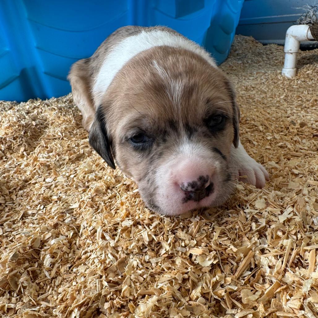 Enlarge Kringle, a Adoptable mixed breed in Duck River, TN image 1/1