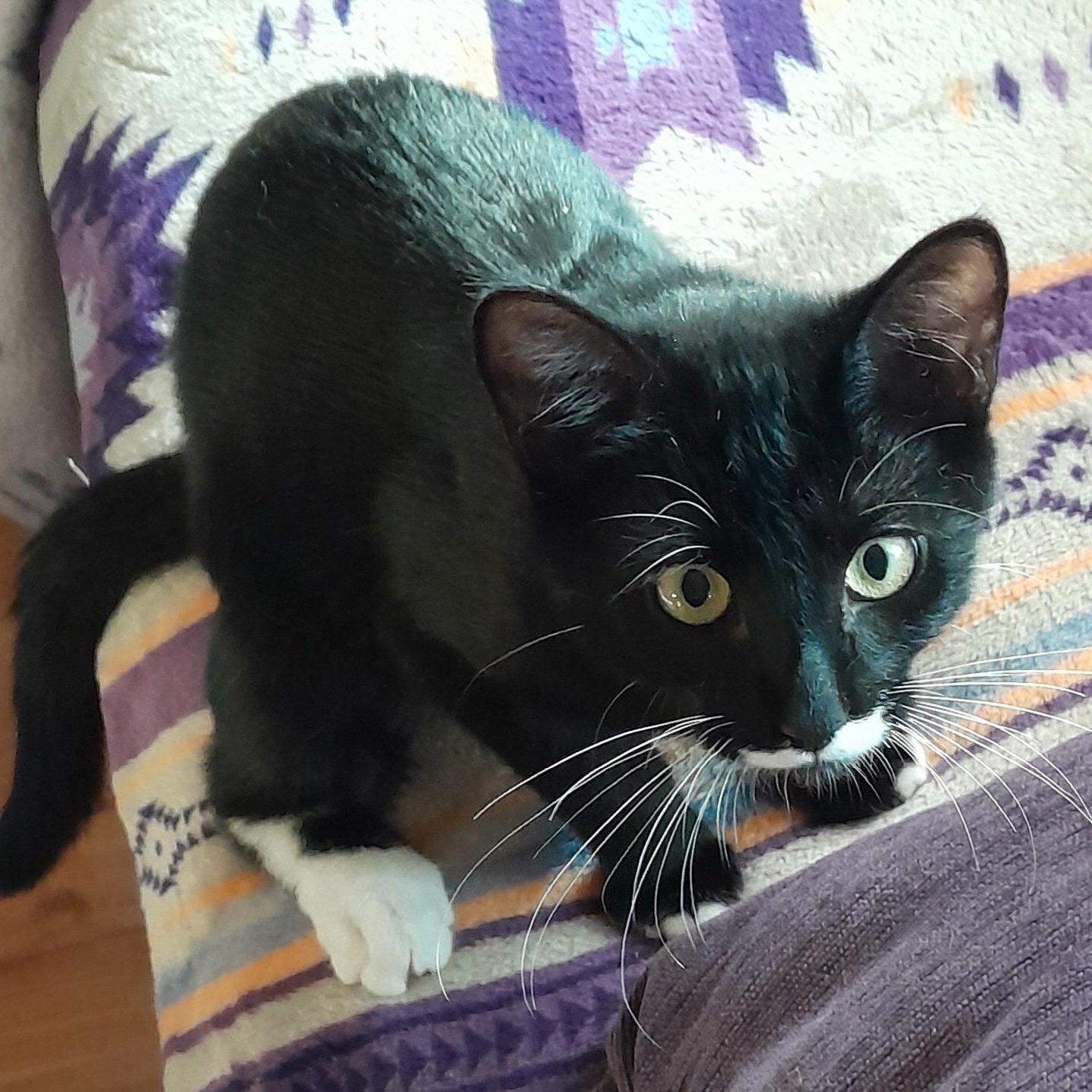 Luigi, an adopted mixed breed in Silverton, OR image 3/4