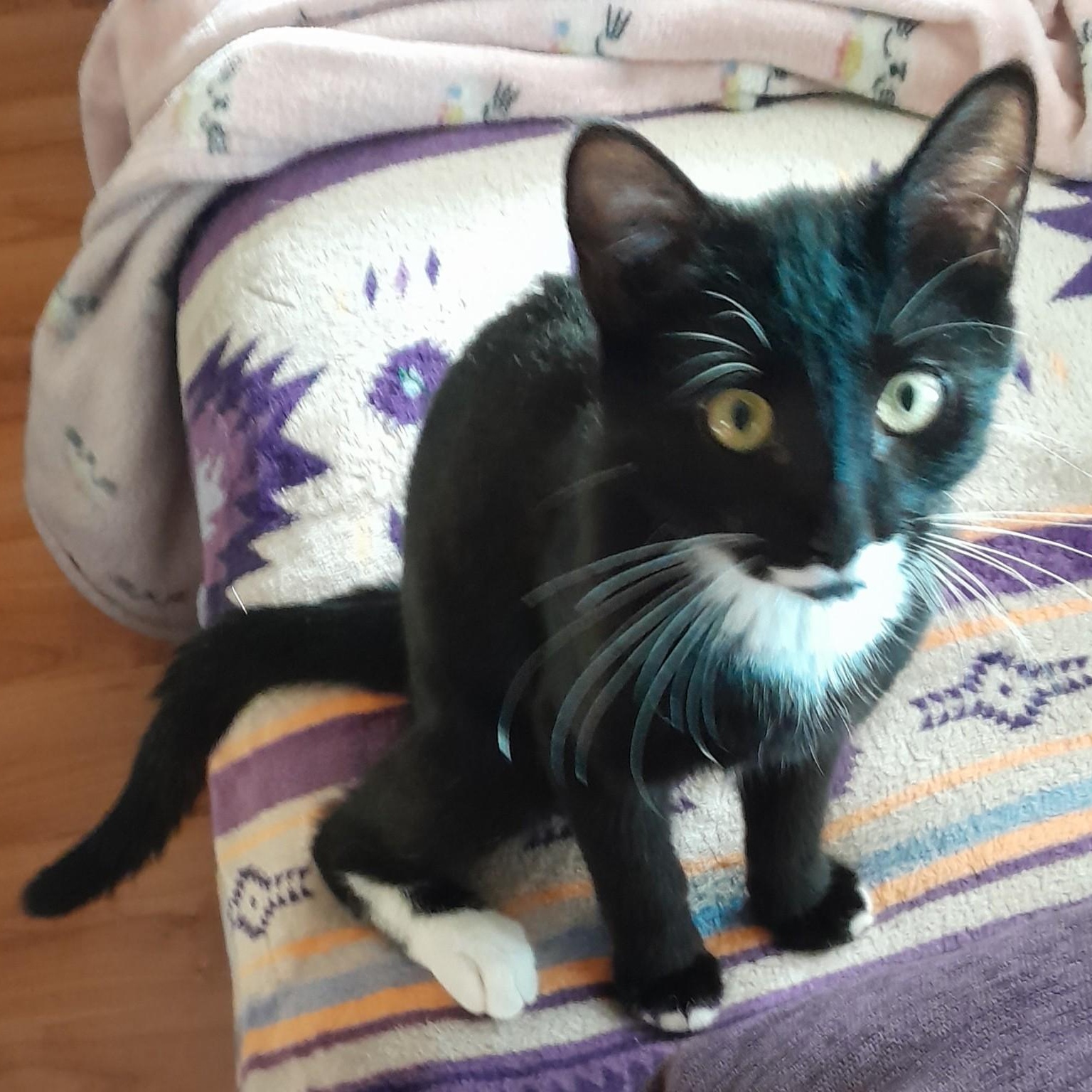 Luigi, adopted, Young Male Domestic Short Hair.