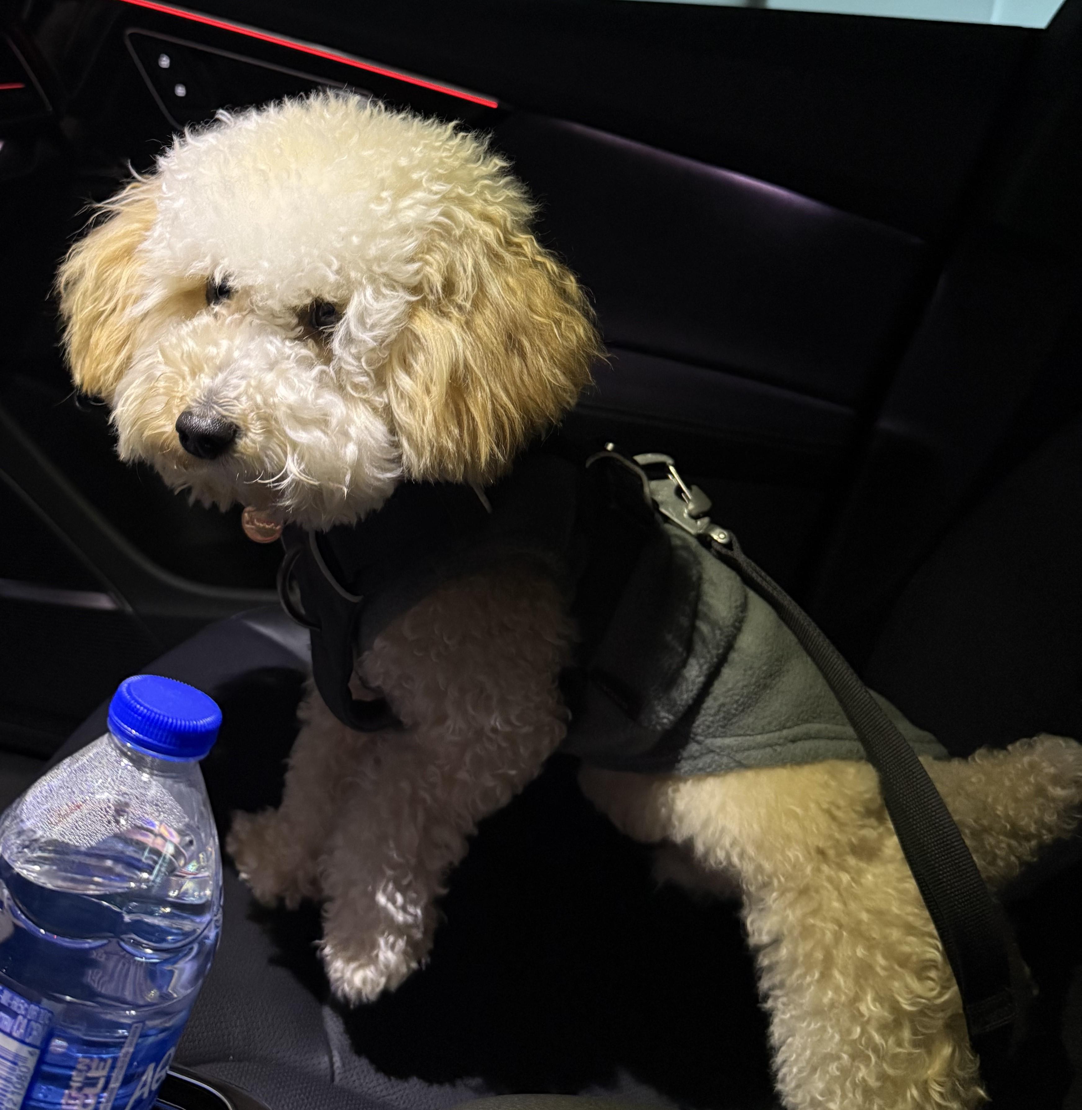 Enlarge Louis Vuitton, an adopted Poodle in Las Vegas, NV image 1/1