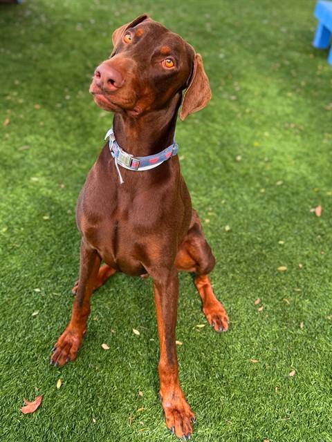 Enlarge VINNIE, a Adoptable Doberman Pinscher in Agoura, CA image 1/1